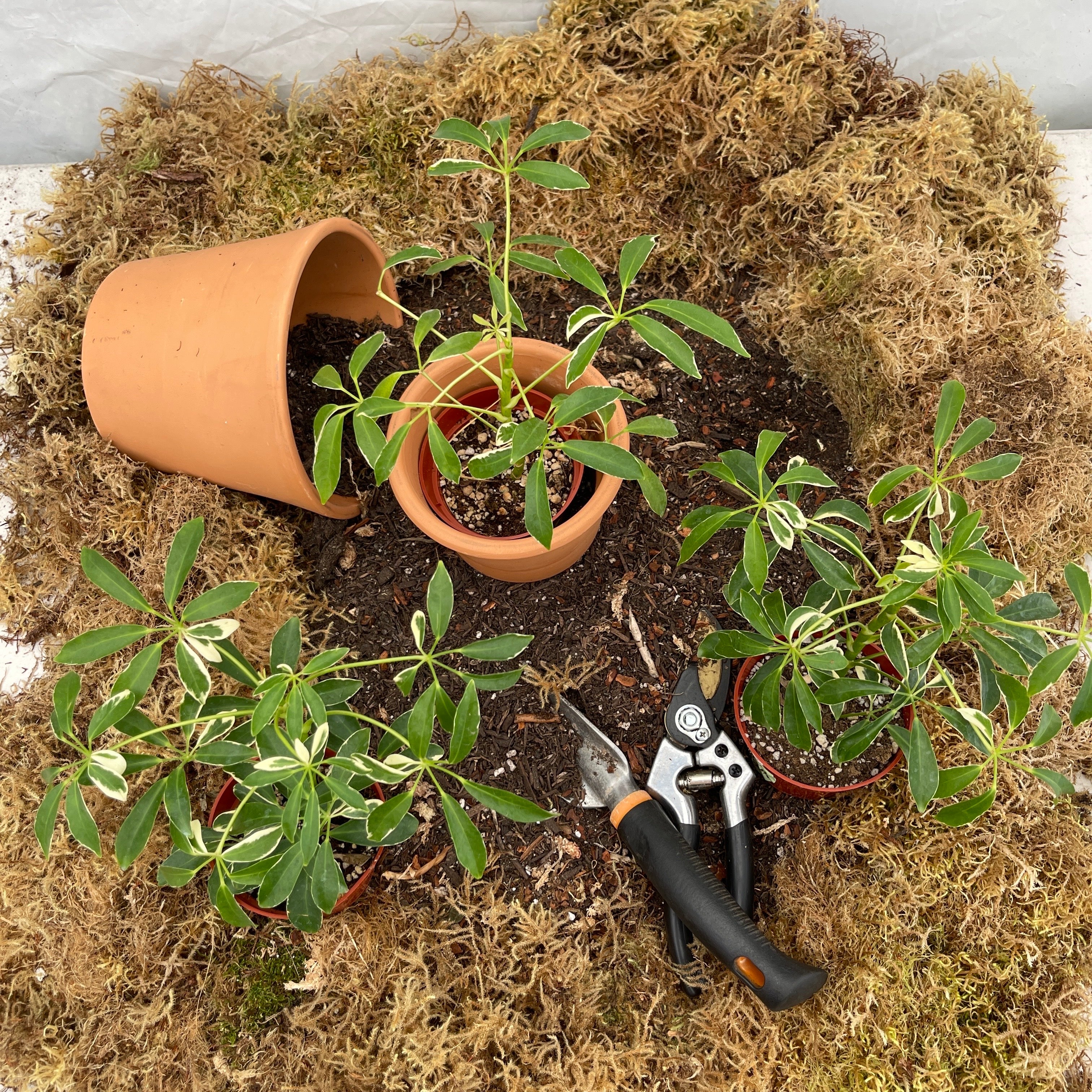 Variegated Umbrella Tree 4" Pot