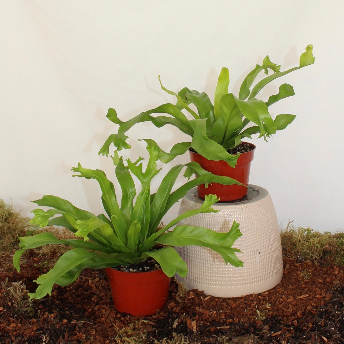 Bird’s Nest Fern 4” Pot