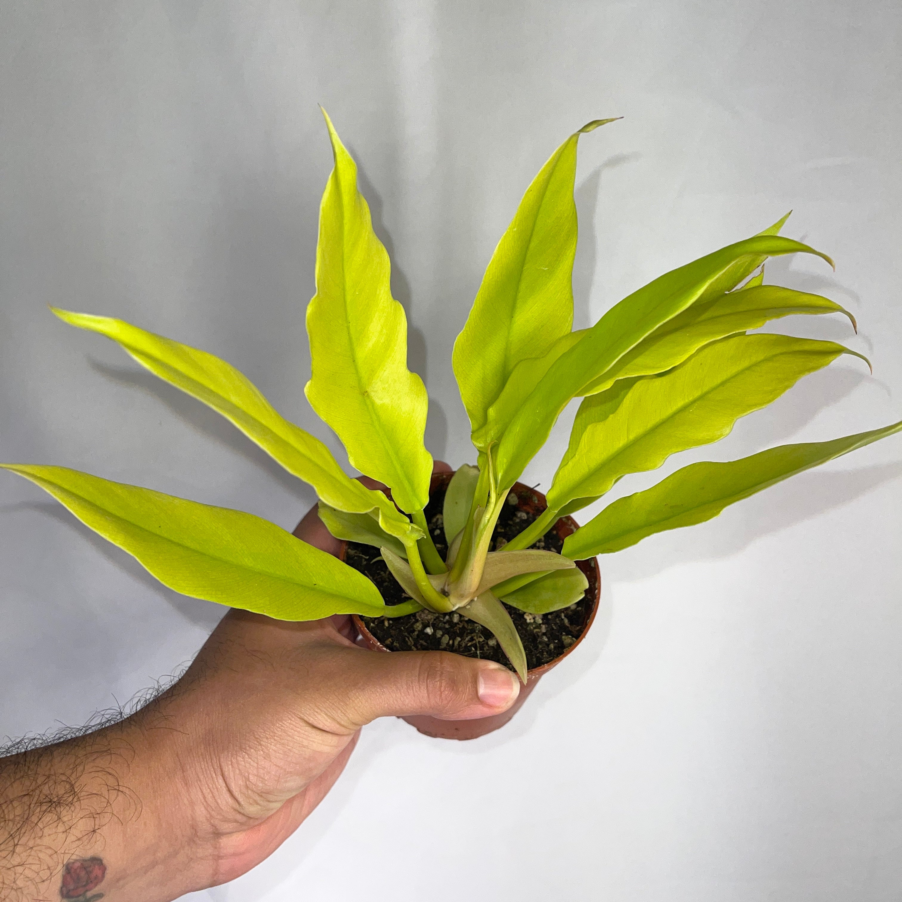 Golden Crocodile Philodendron 4” Pot
