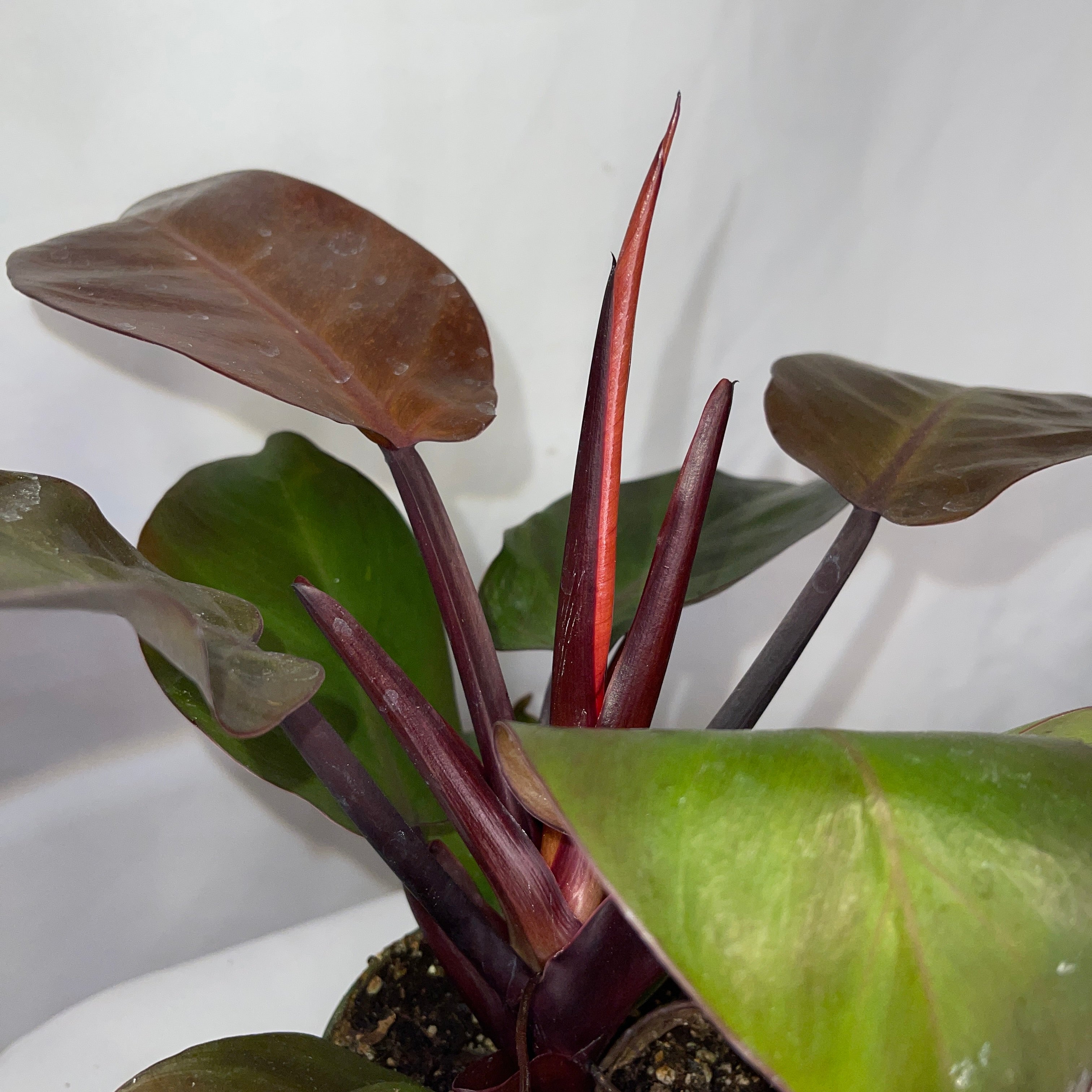Philodendron  McColley's Finale 4" Pot