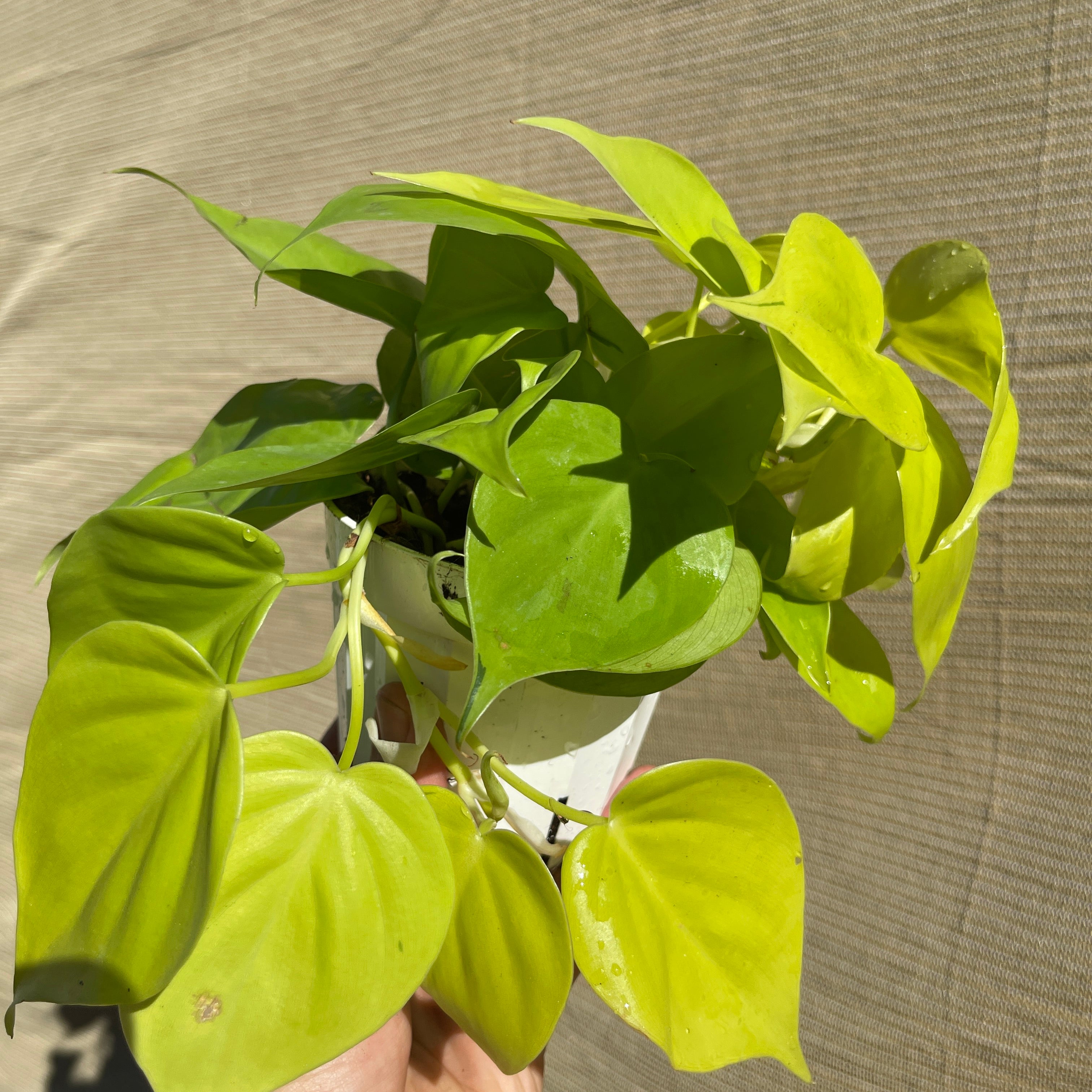 Lemon Lime Philodendron 4” Pot