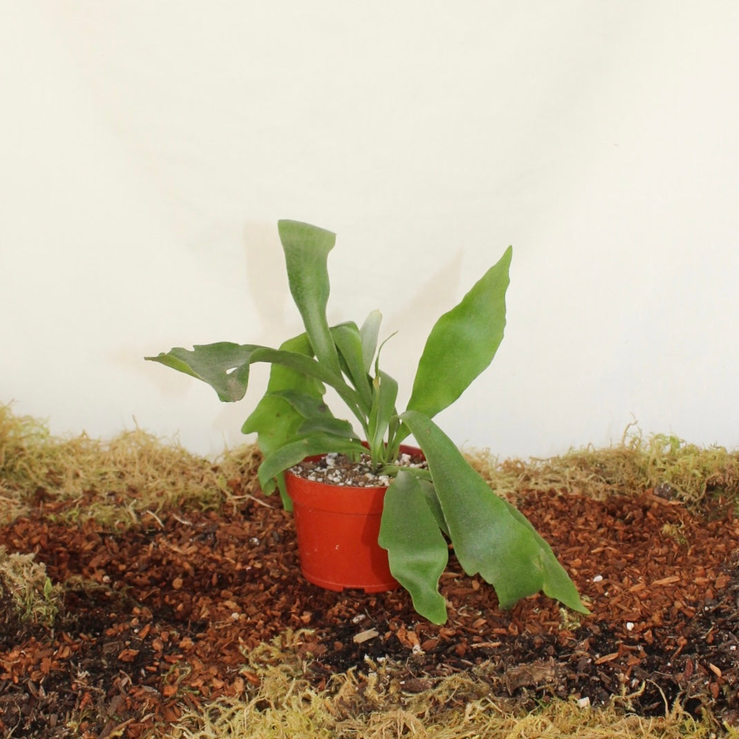 Staghorn Fern 4” Pot