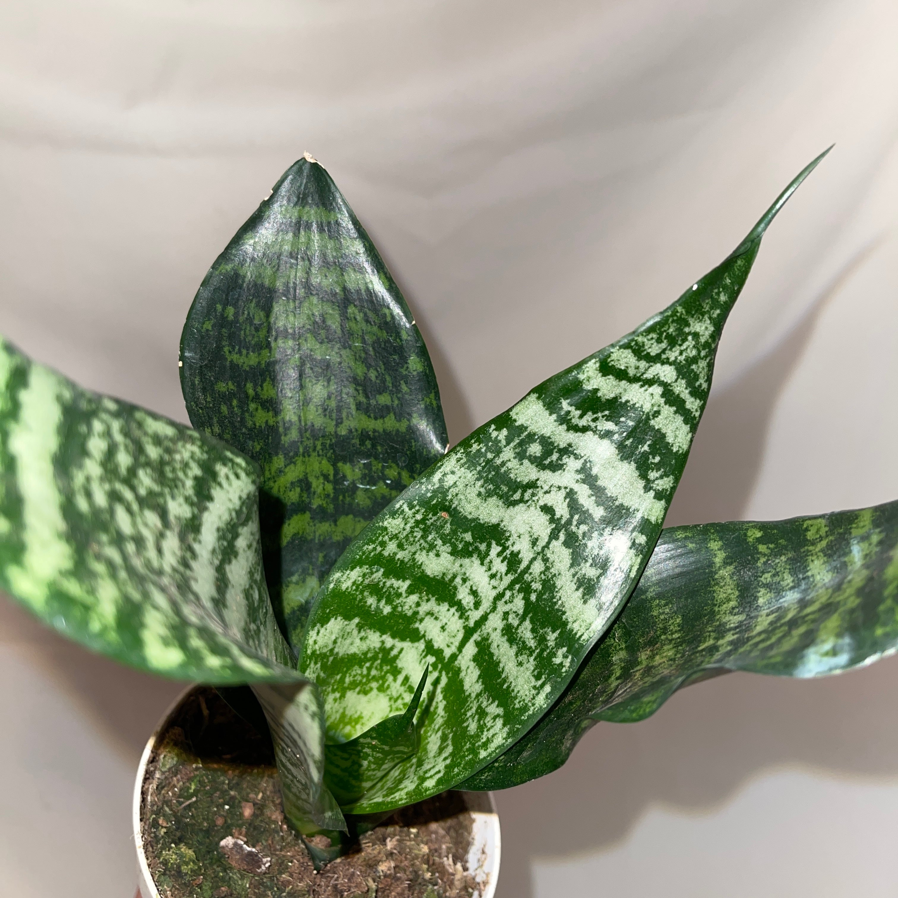 Coral Snake Plant 4” Pot