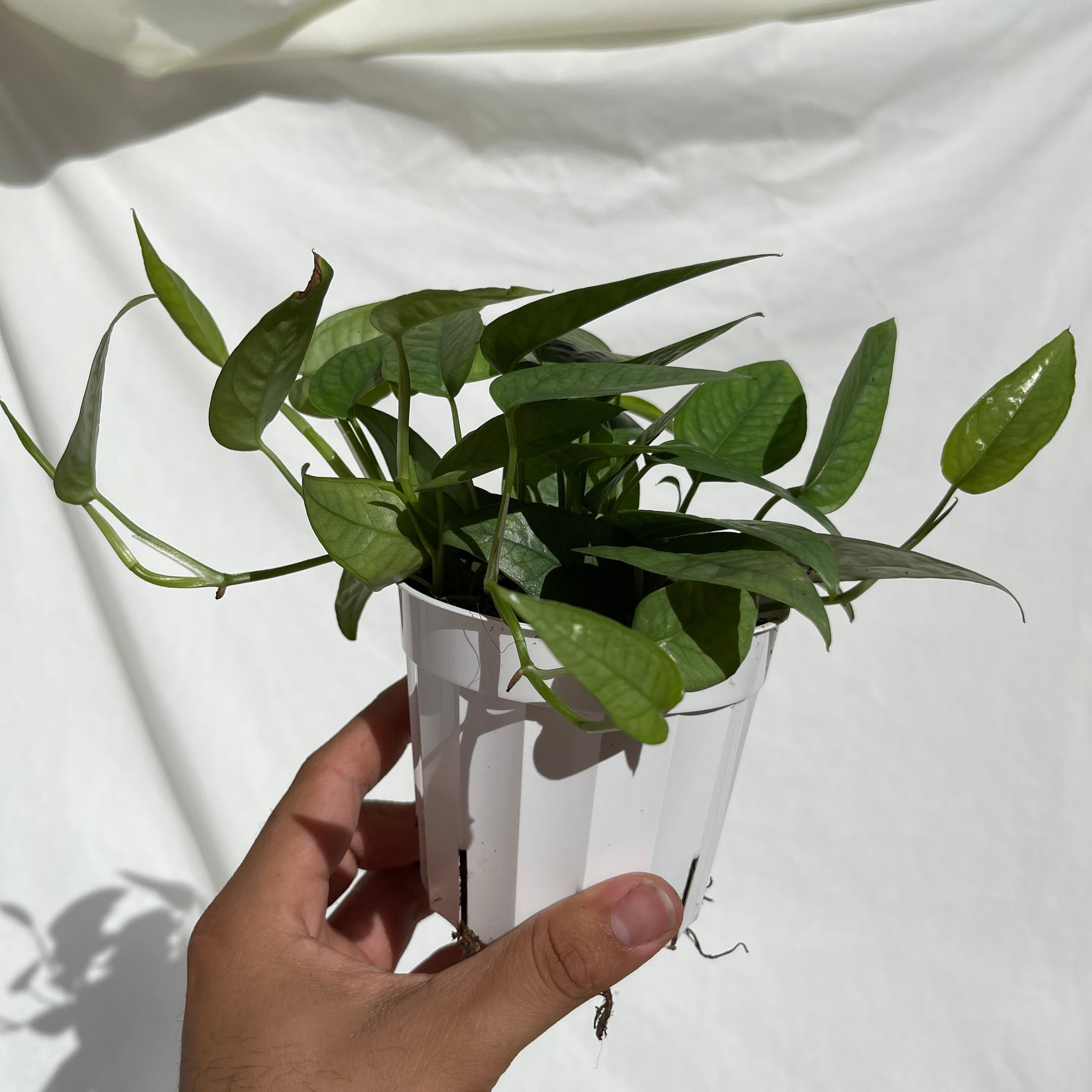 Cebu Blue Pothos 4" Pot