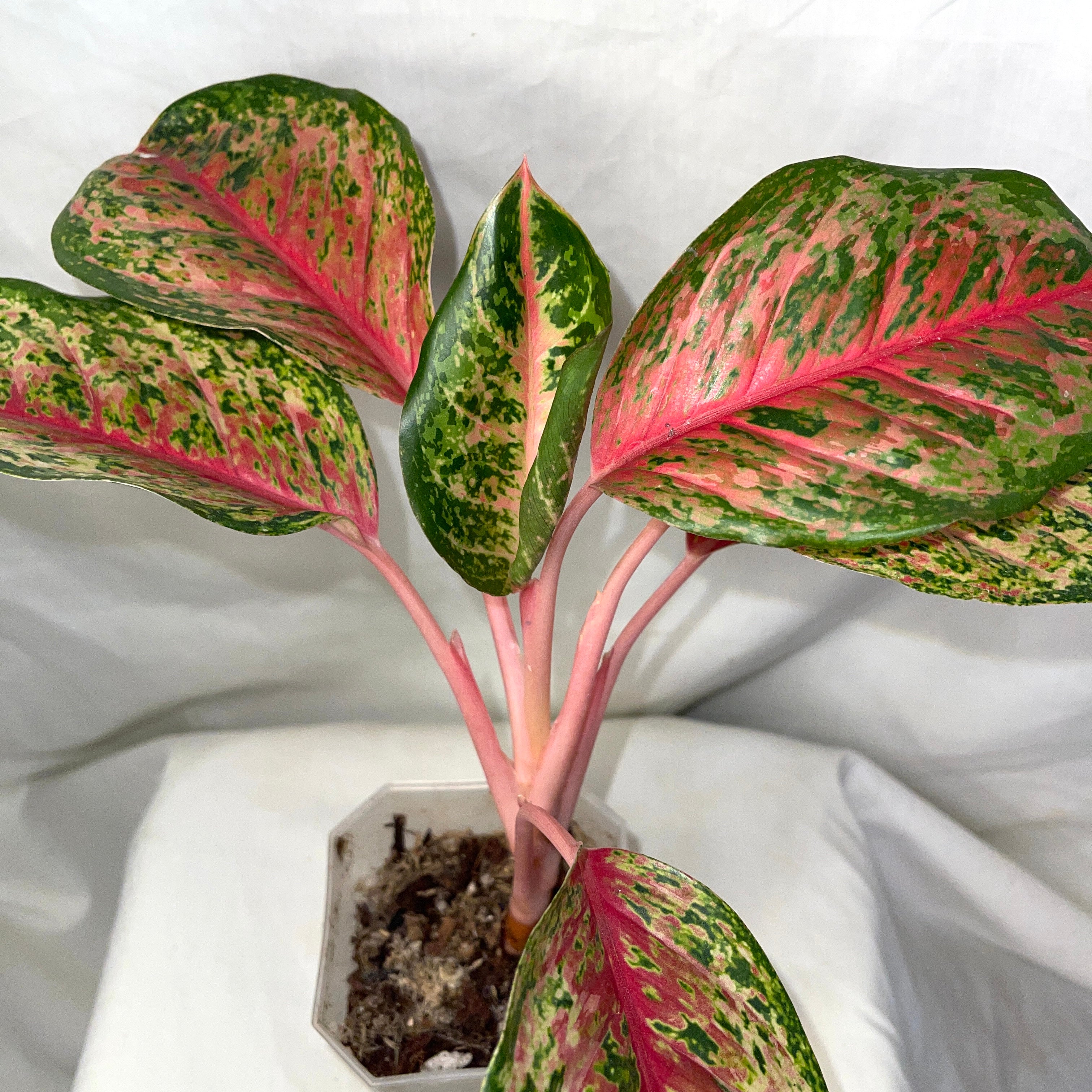 Red Emerald Aglaonema 4" Pot