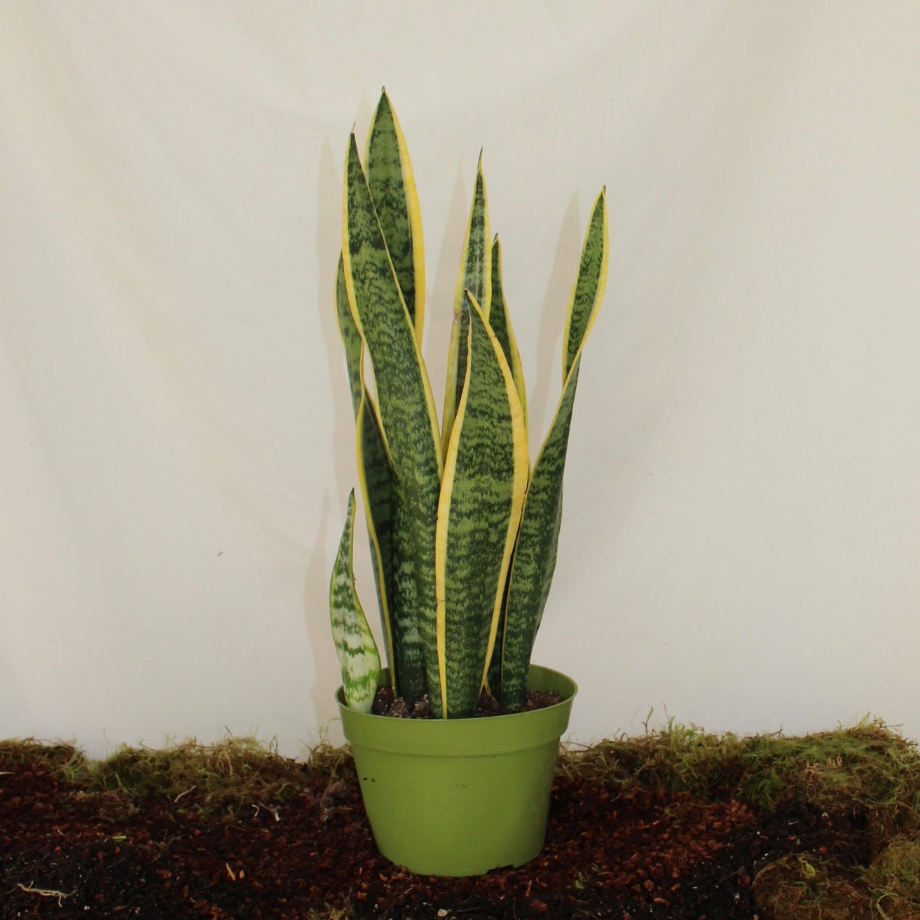 Laurentii Snake Plant 6” Pot