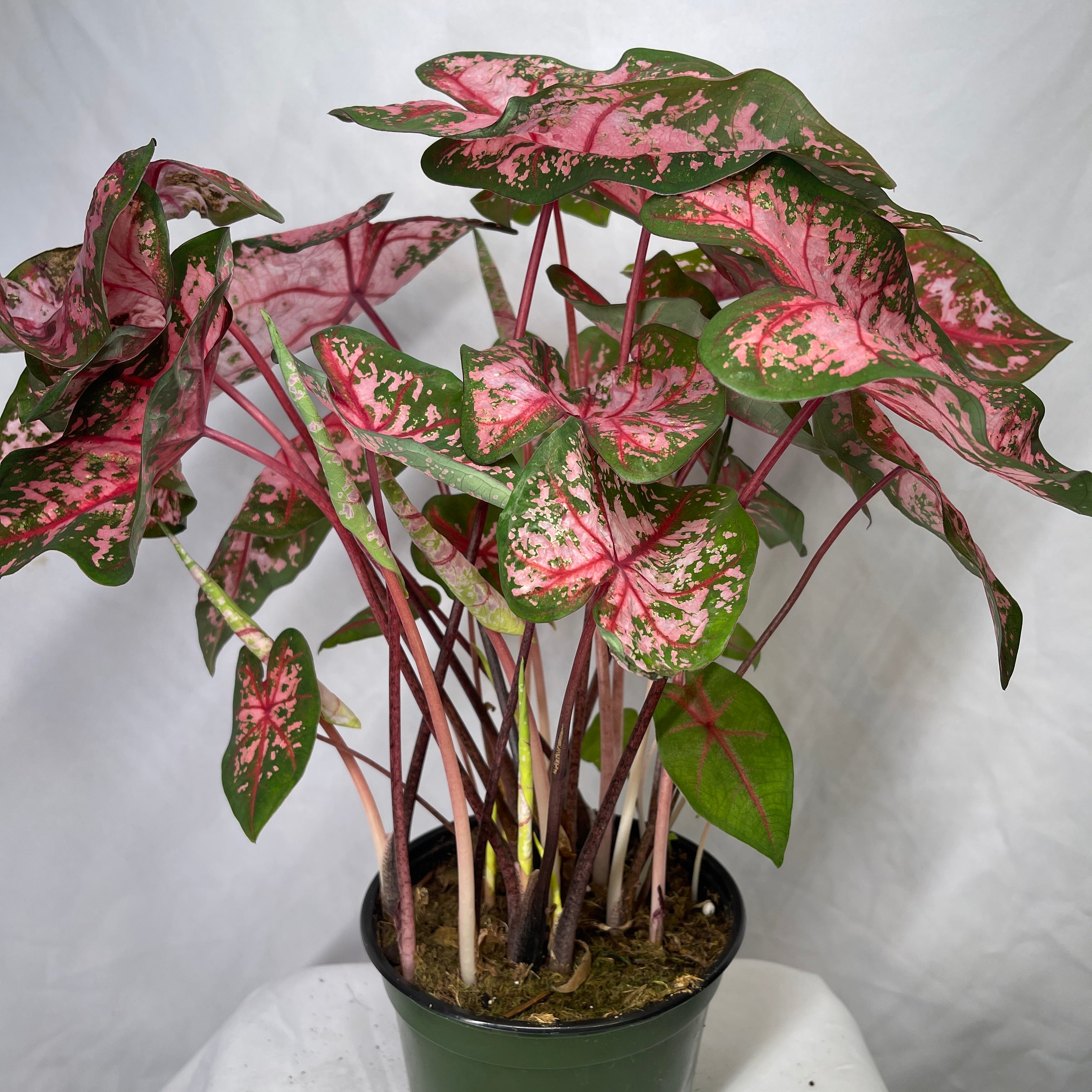 Mixed Caladium Variety One 6” Pot
