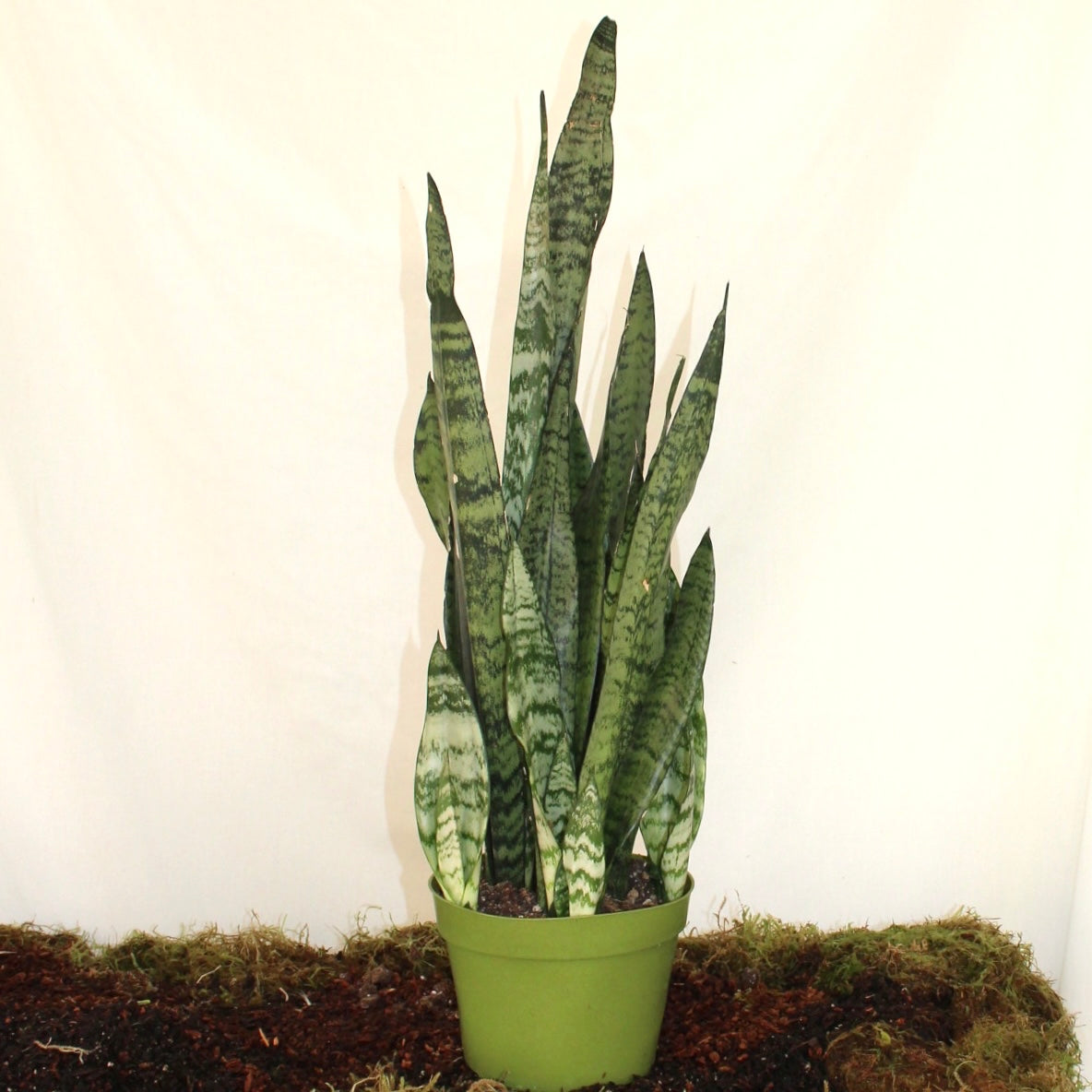 Futura Robusta Snake Plant 6” Pot