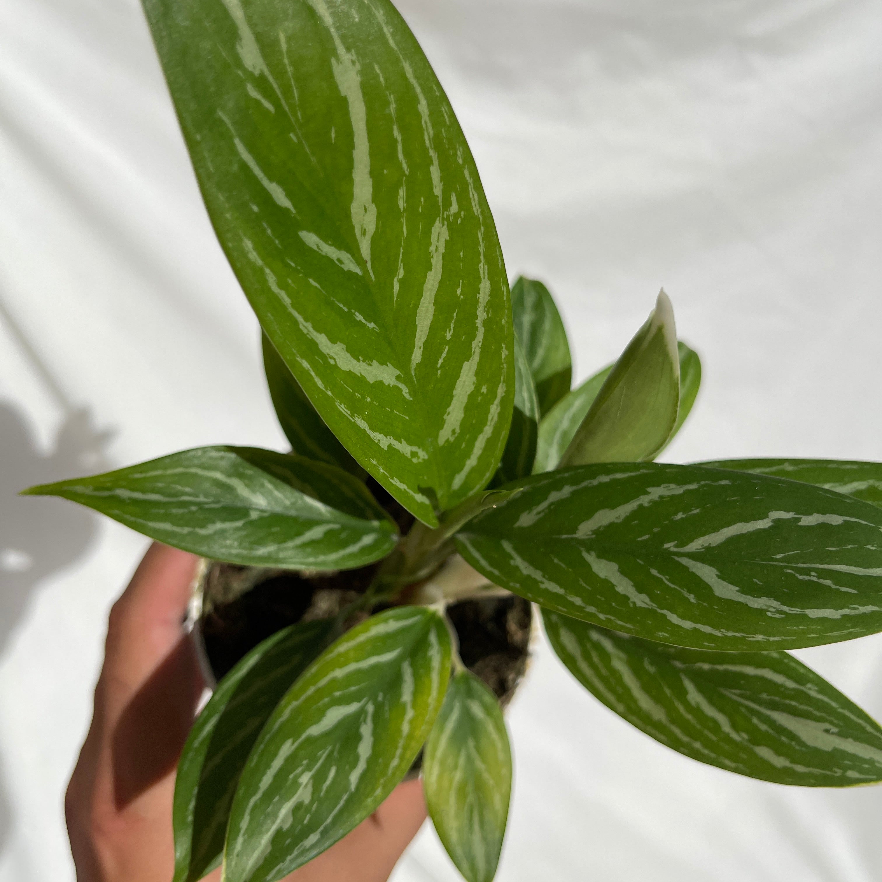 Snow White Aglaonema 4" Pot