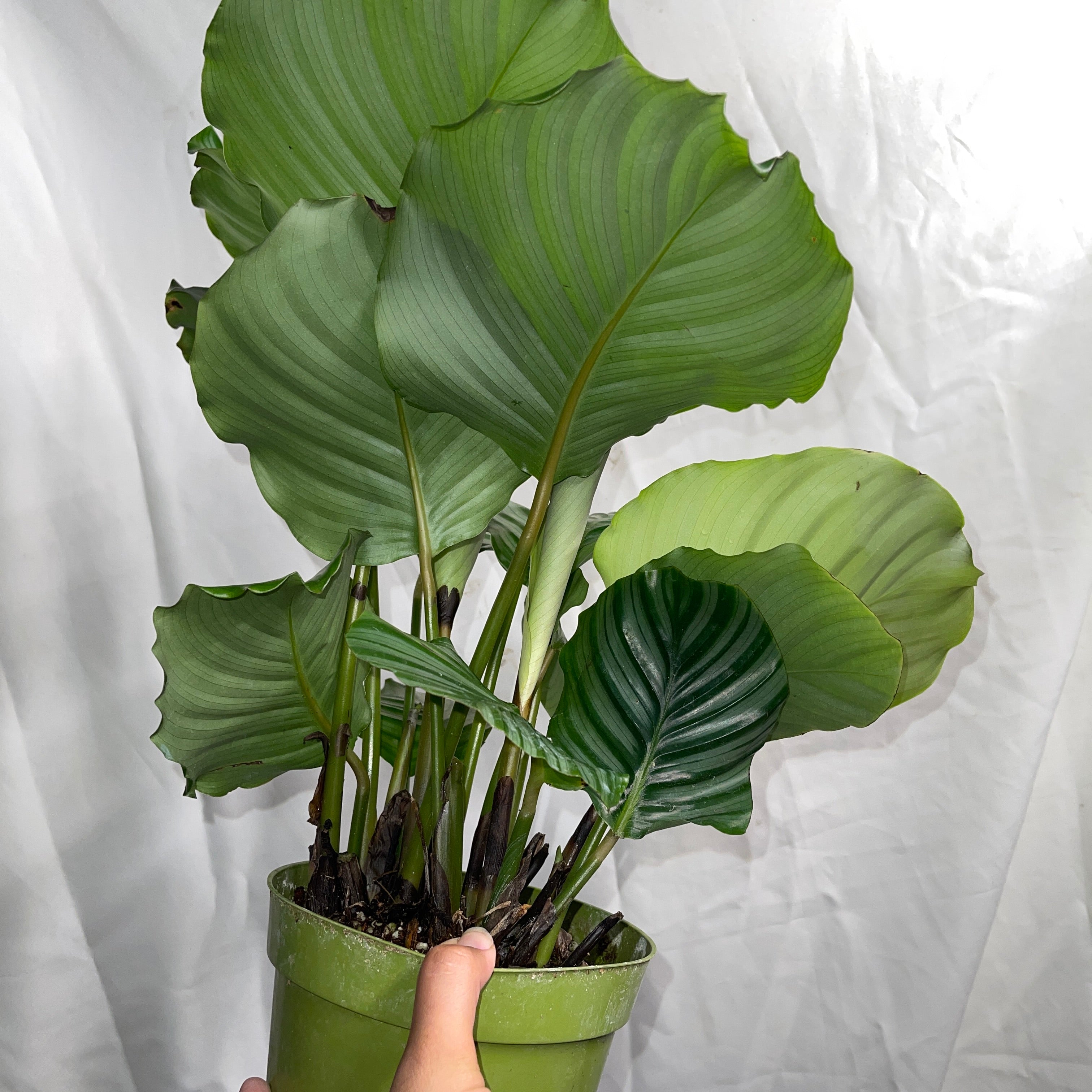 Orbifolia Calathea 6” Pot