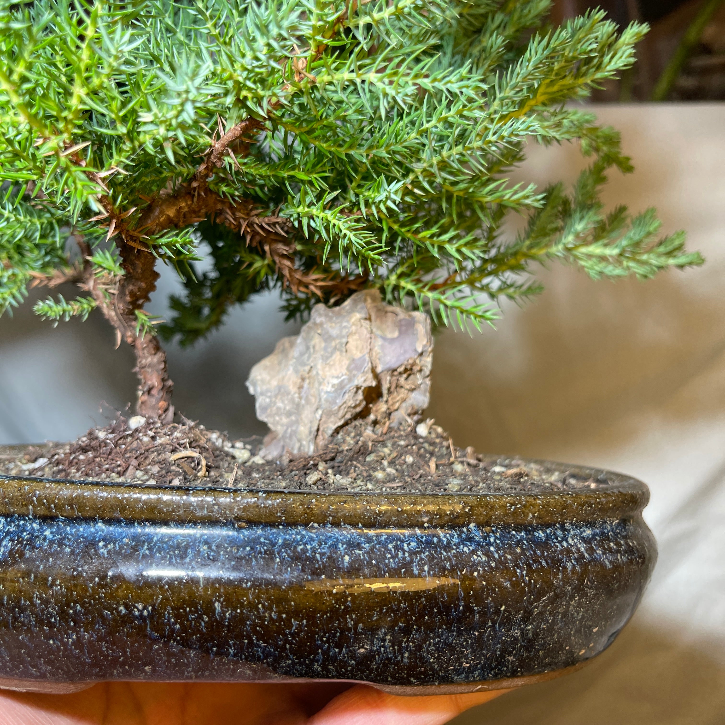 8” Blue & Brown Ceramic Juniper Pine Bonsai