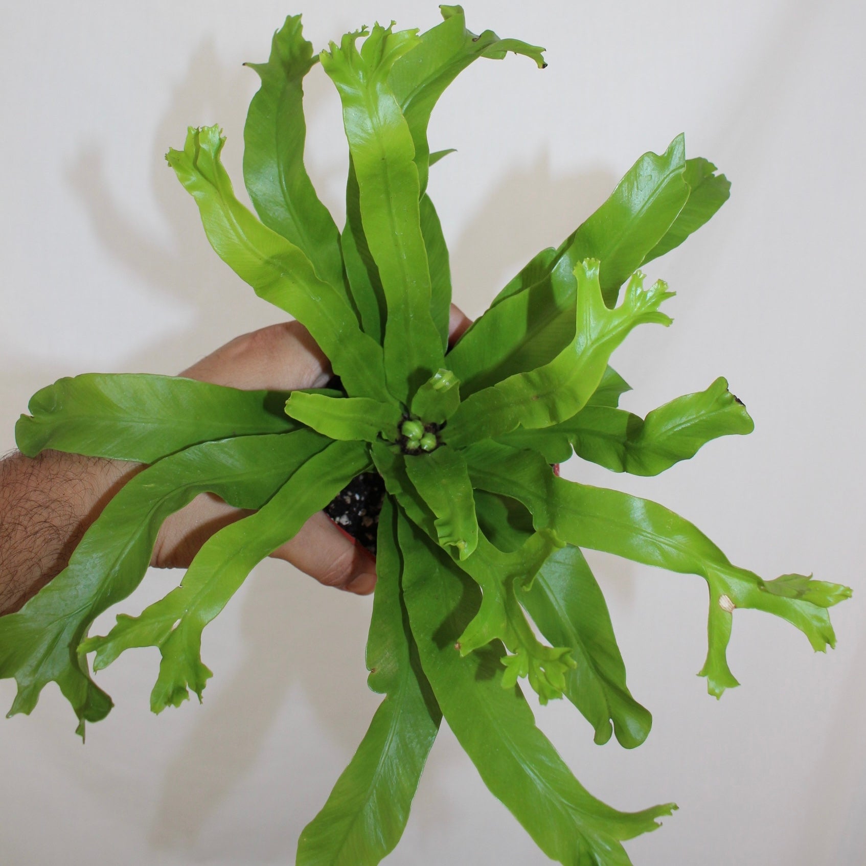 Bird’s Nest Fern 4” Pot