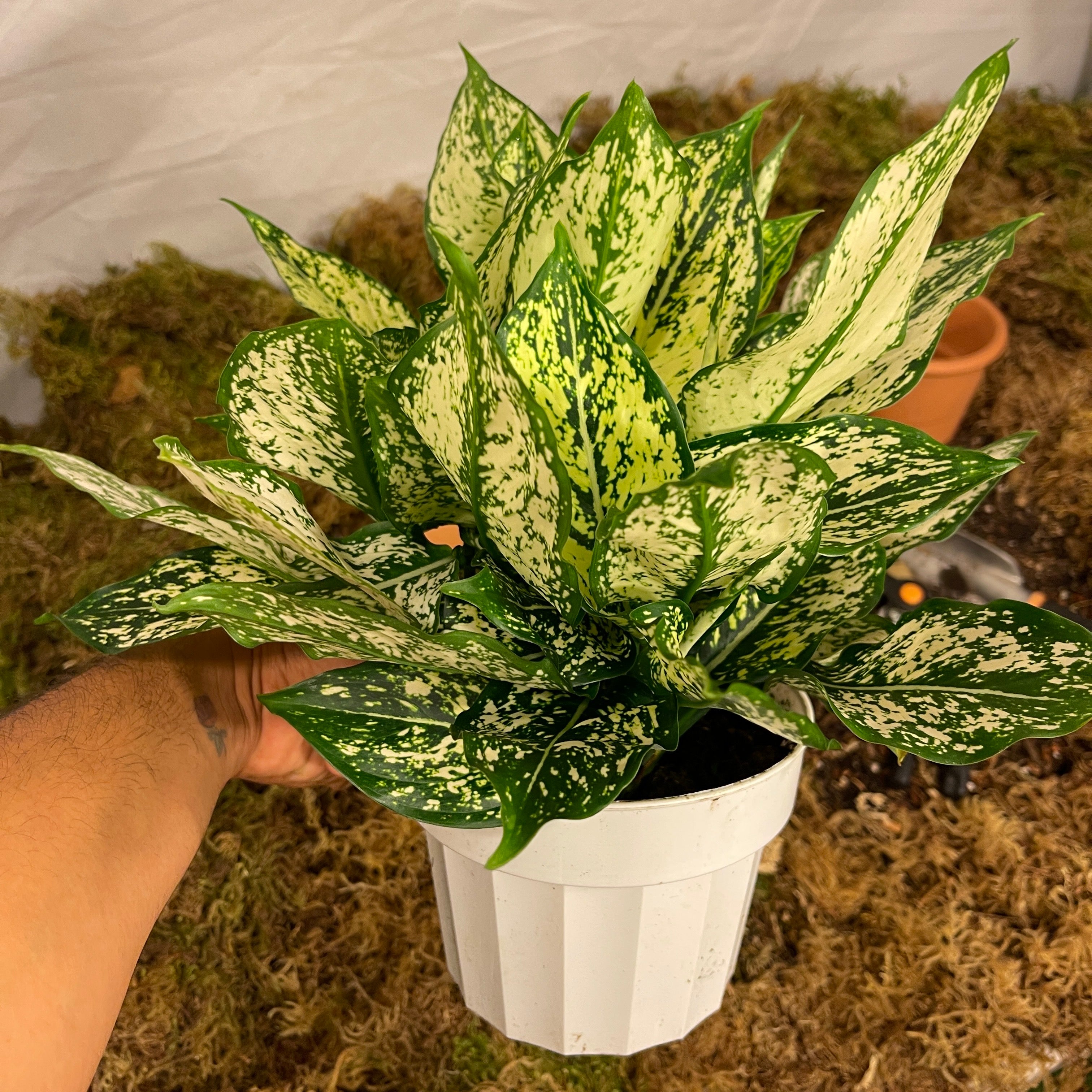 First Diamond Aglaonema 6" Pot