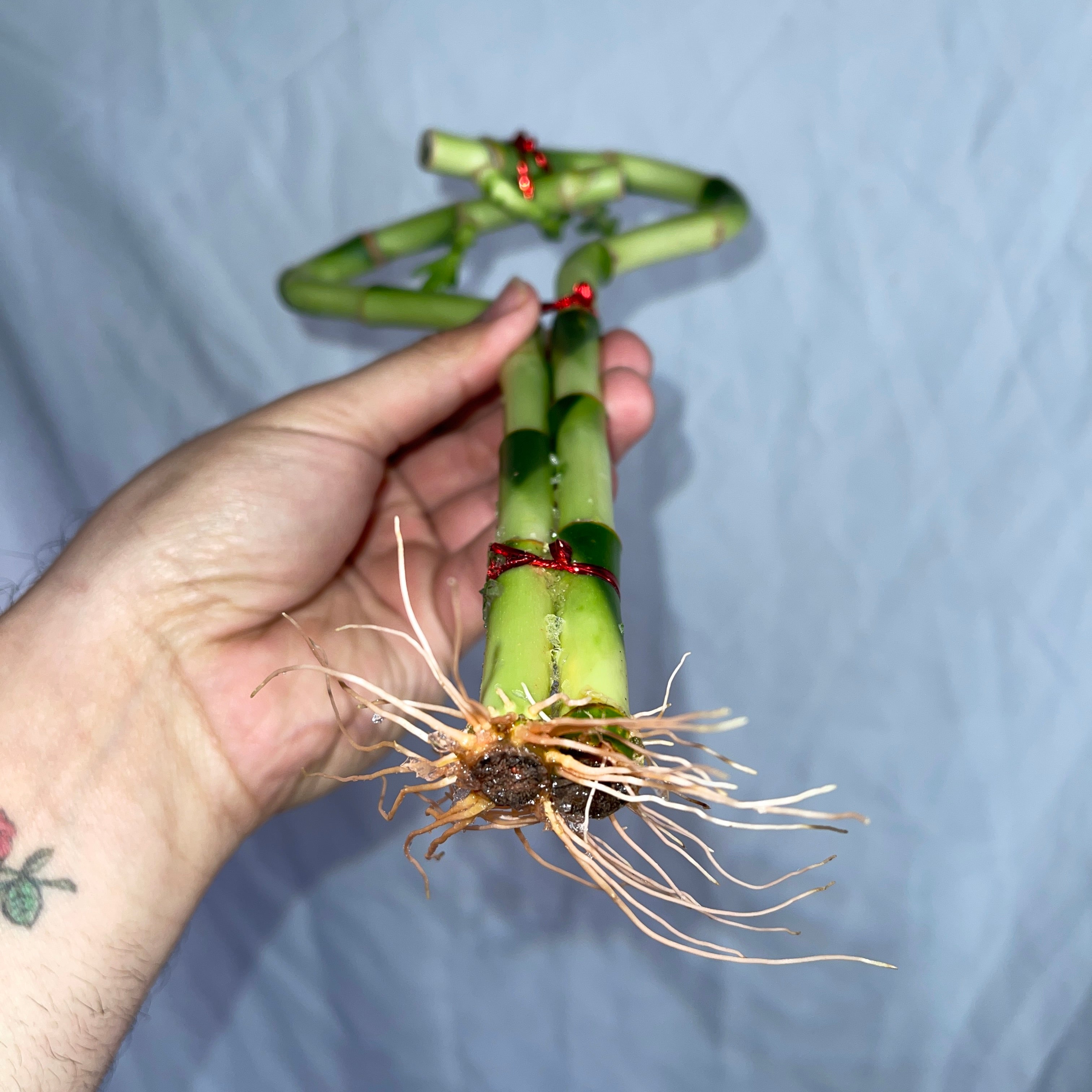 Heart Shaped Lucky Bamboo Single Heart