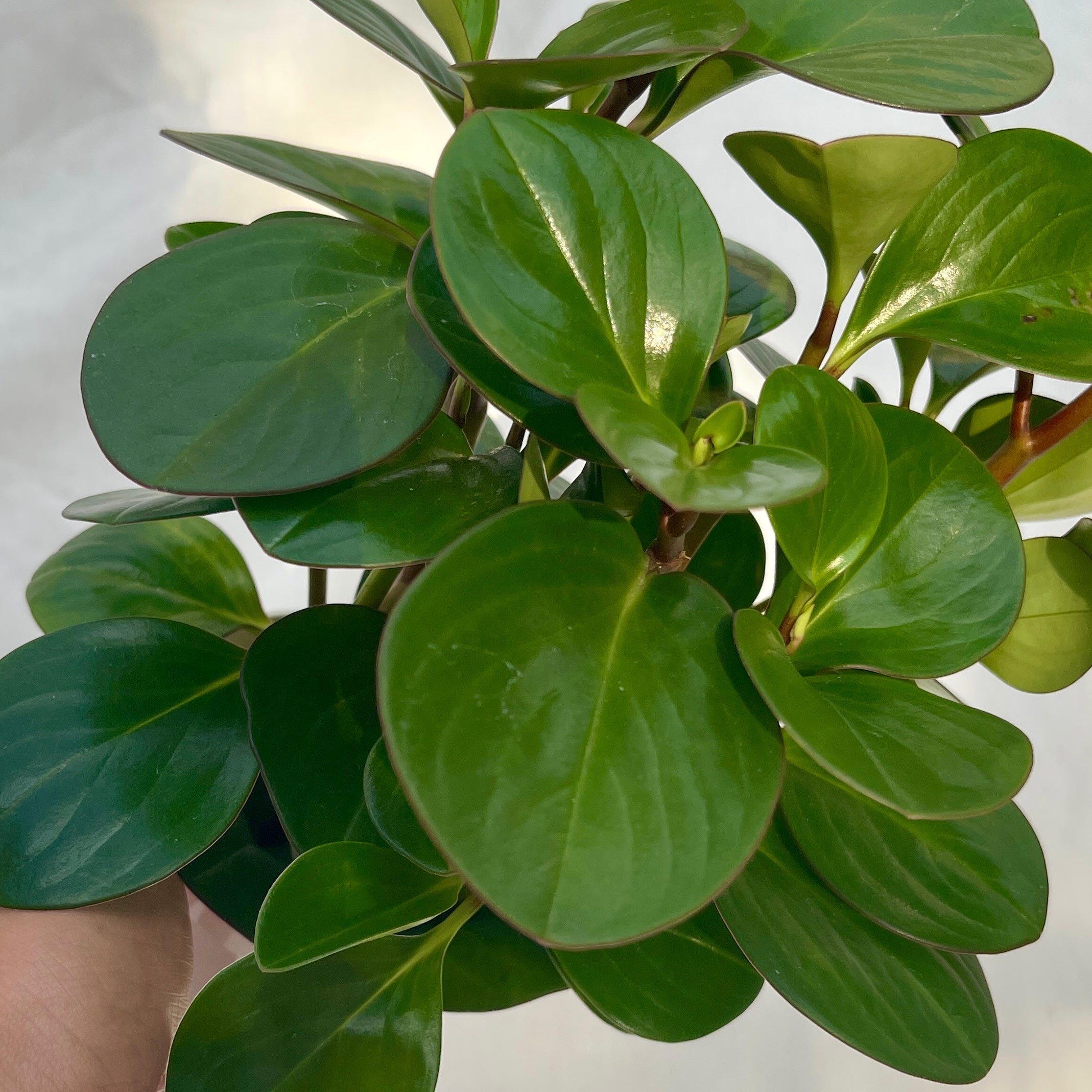 Green Obtusifolia Peperomia - 4" Pot