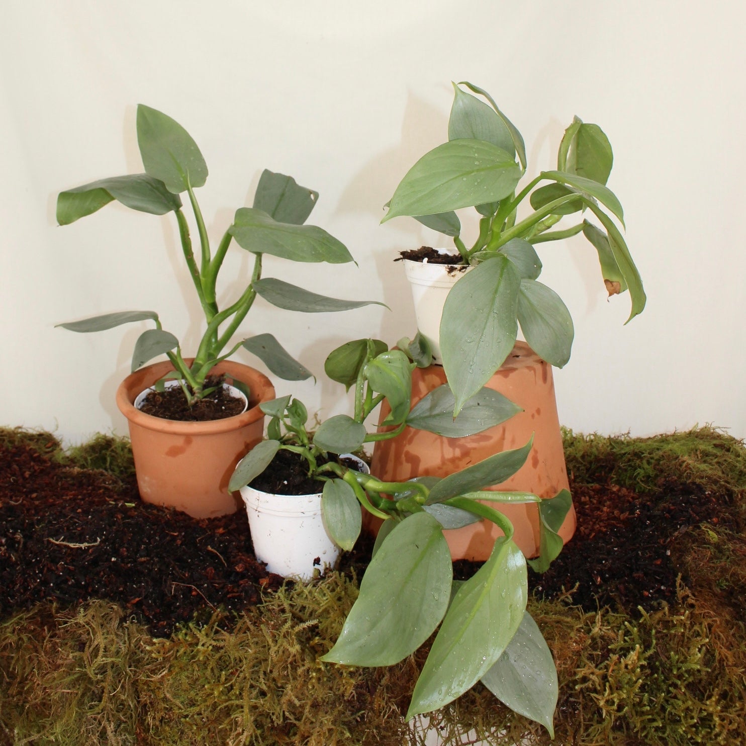 Silver Sword Philodendron 4” Pot