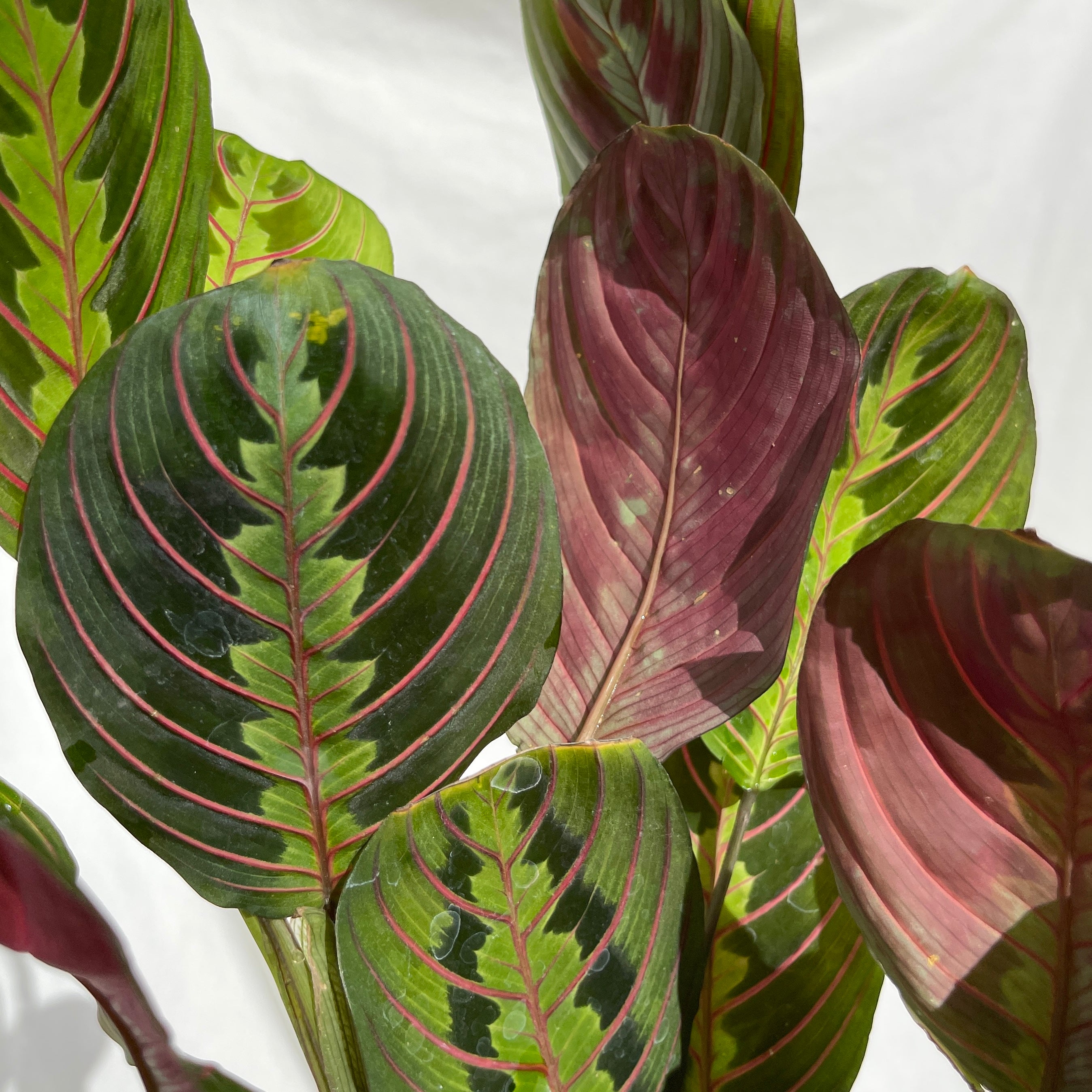 Red Prayer Plant Maranta 4” Pot