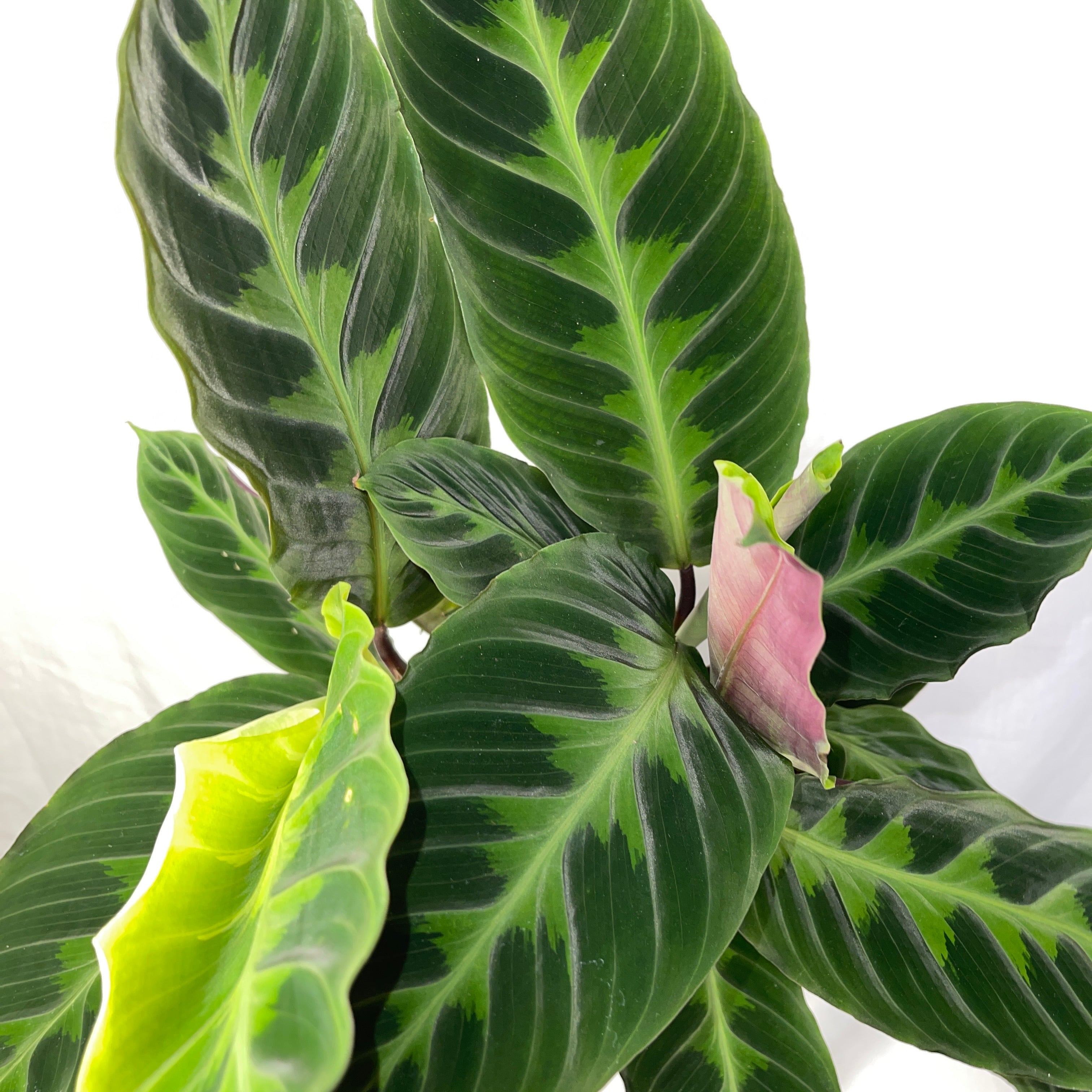 Jungle Velvet Calathea 6” Pot