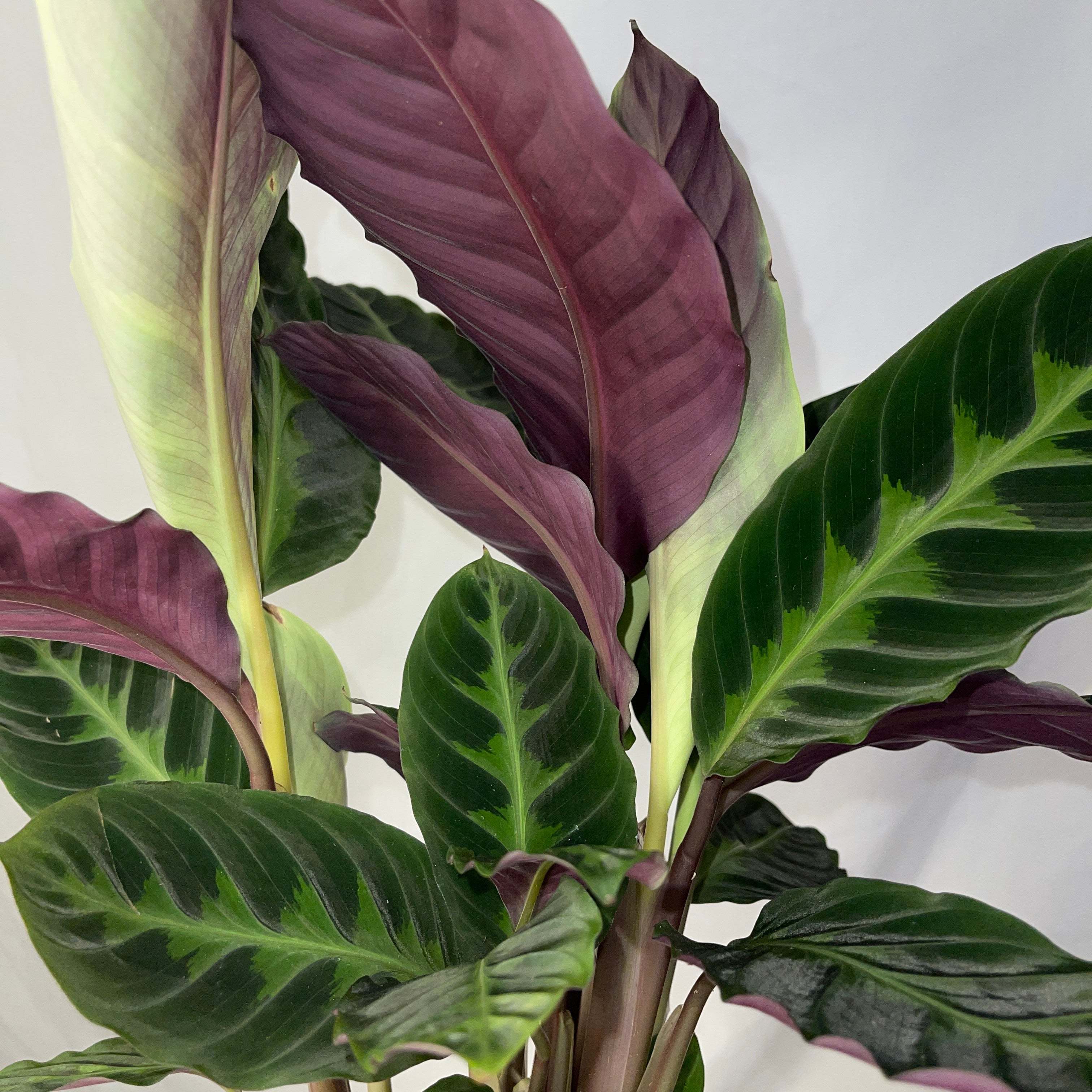 Jungle Velvet Calathea 6” Pot