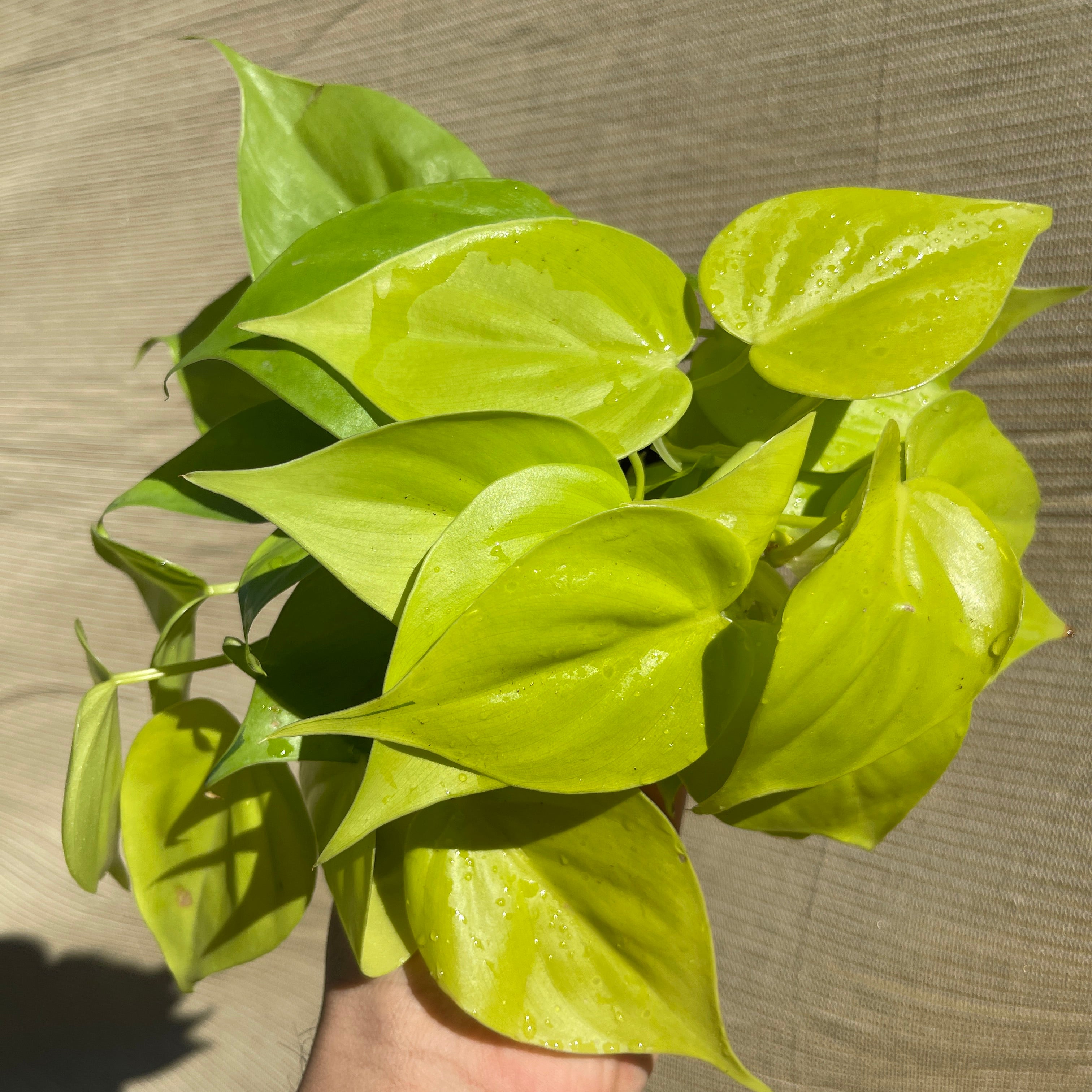 Lemon Lime Philodendron 4” Pot