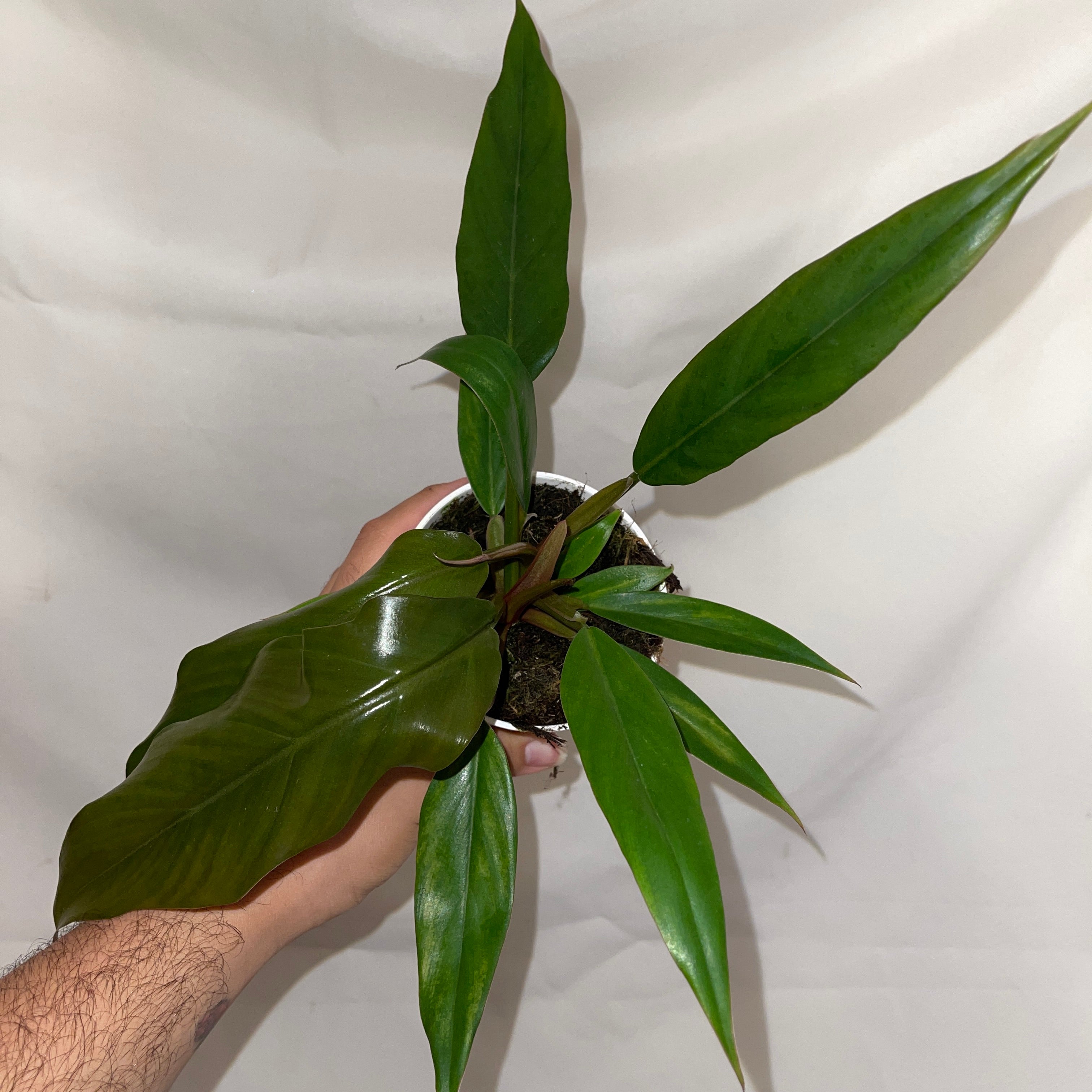 Caramel Philodendron 4” Pot