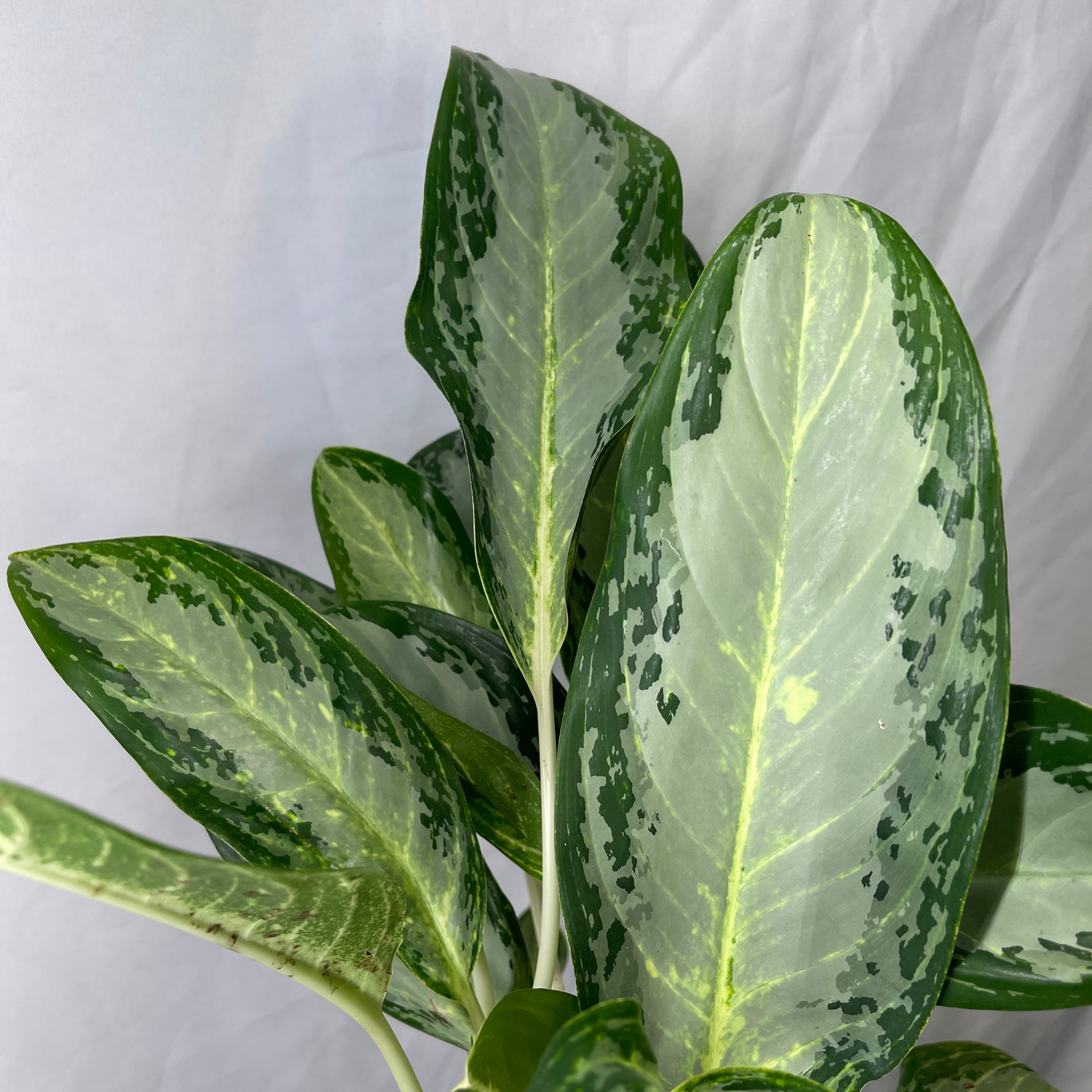 Queen of Siam Evergreen 6" Inch Pot
