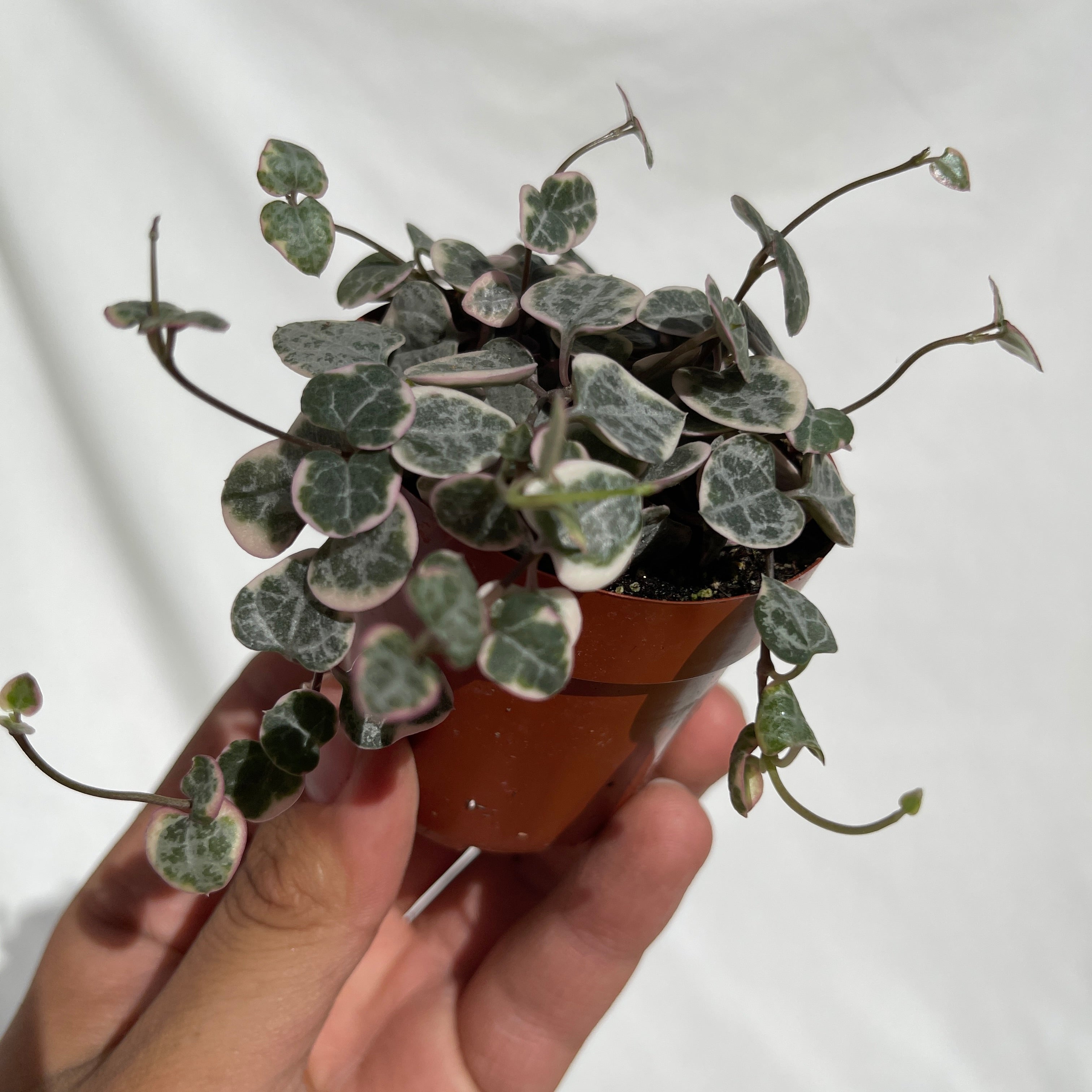 Variegated String Of Hearts 2" Pot