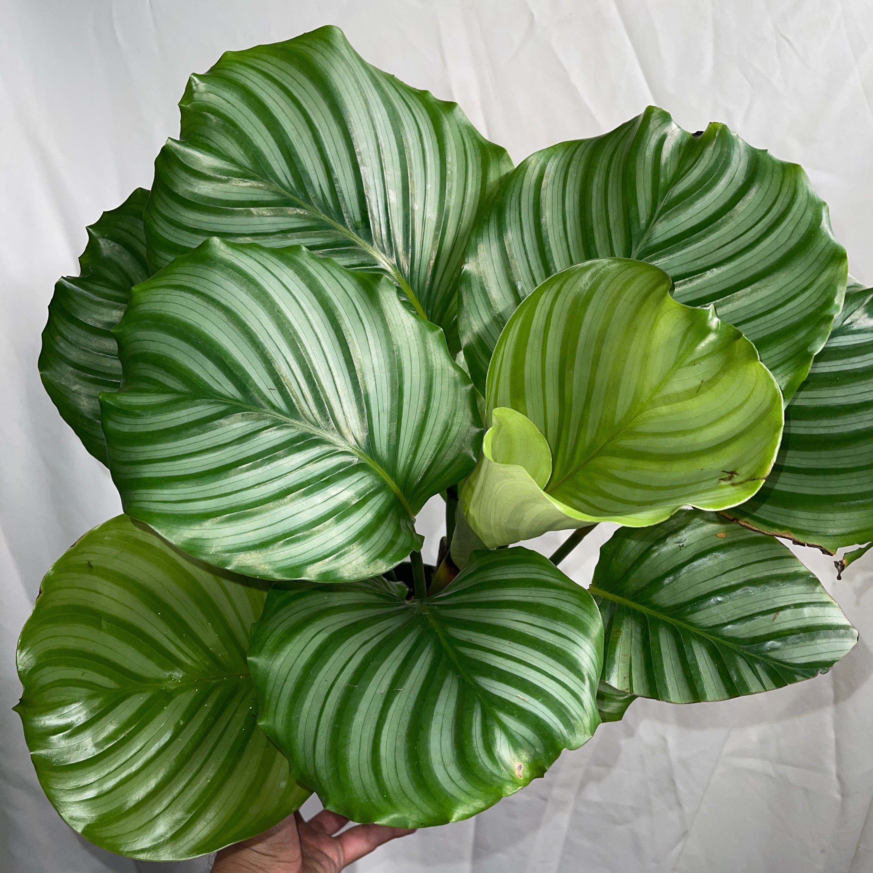 Orbifolia Calathea 6” Pot