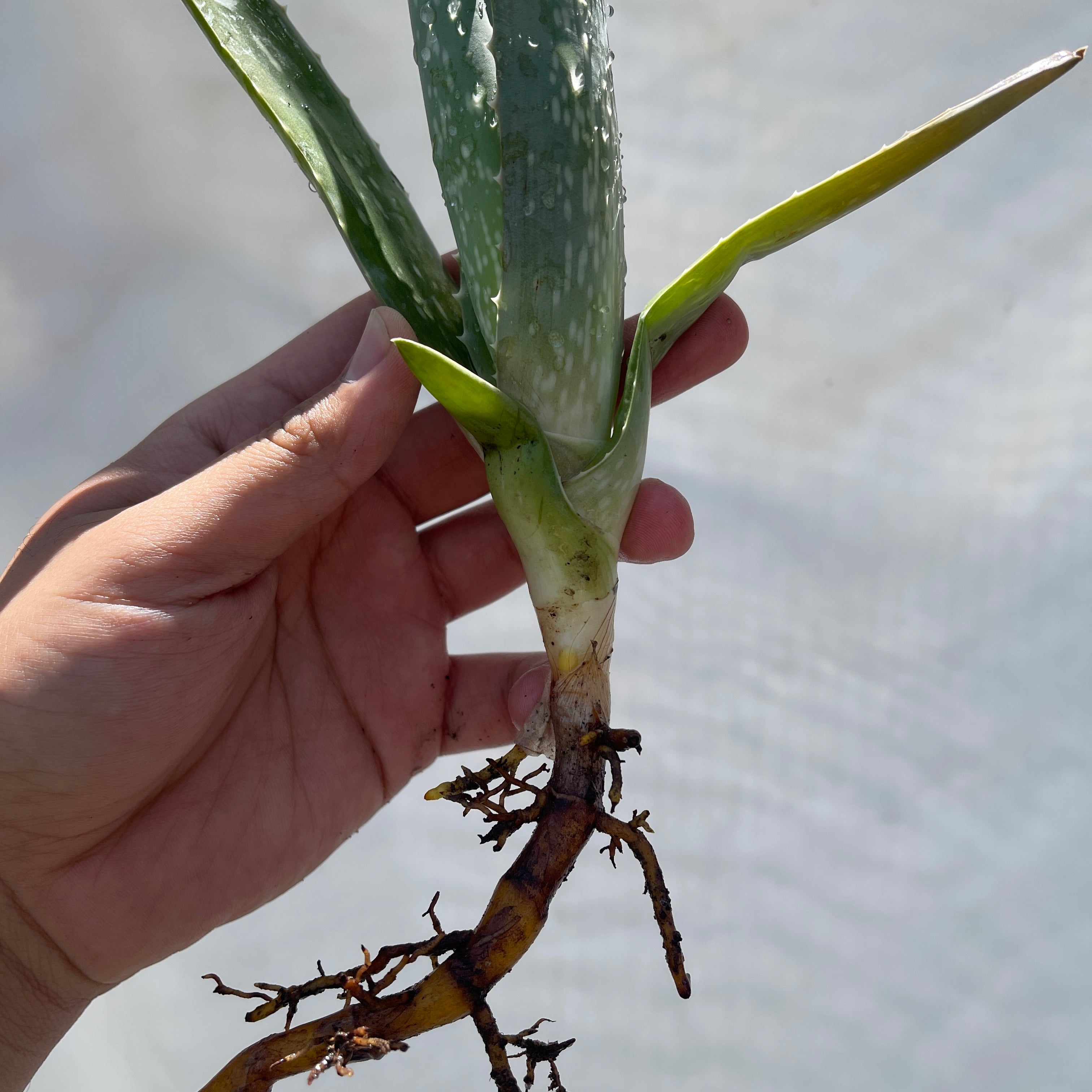 Aloe Vera Pup Small Cutting