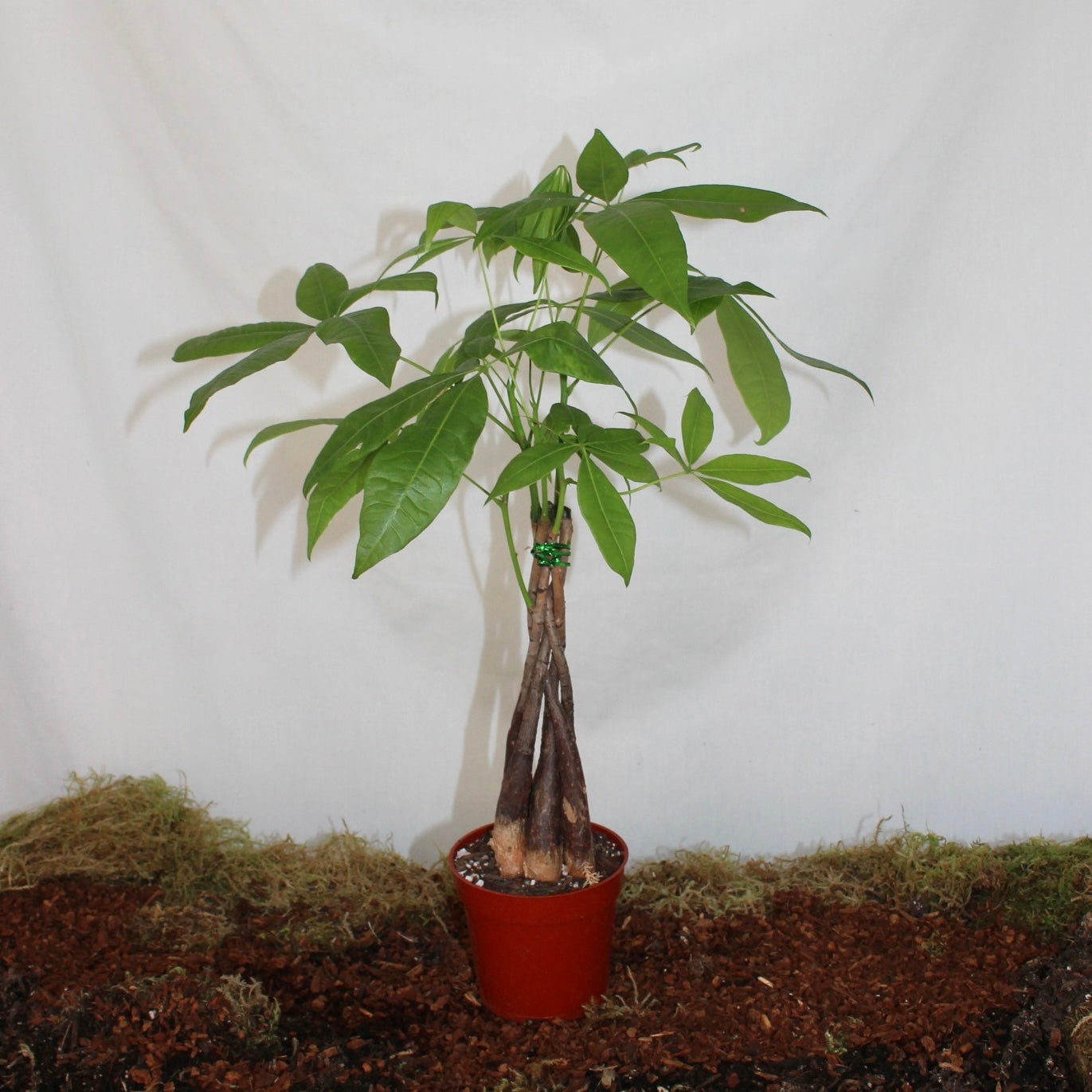 Money Tree 4” Pot