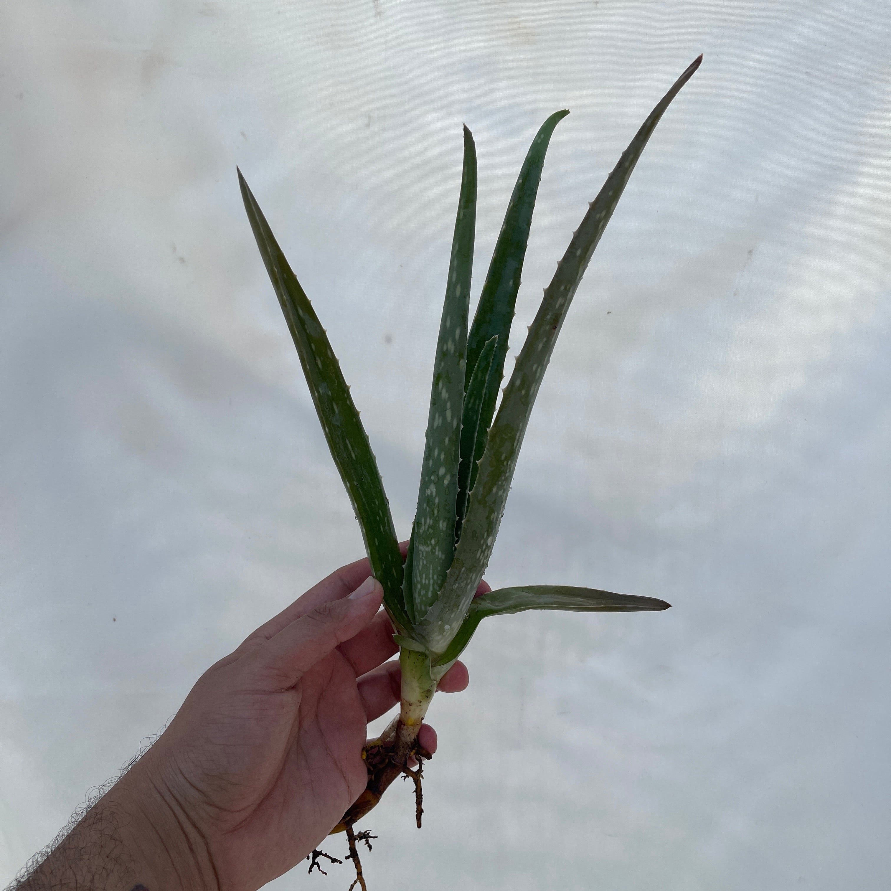 Aloe Vera Pup Small Cutting