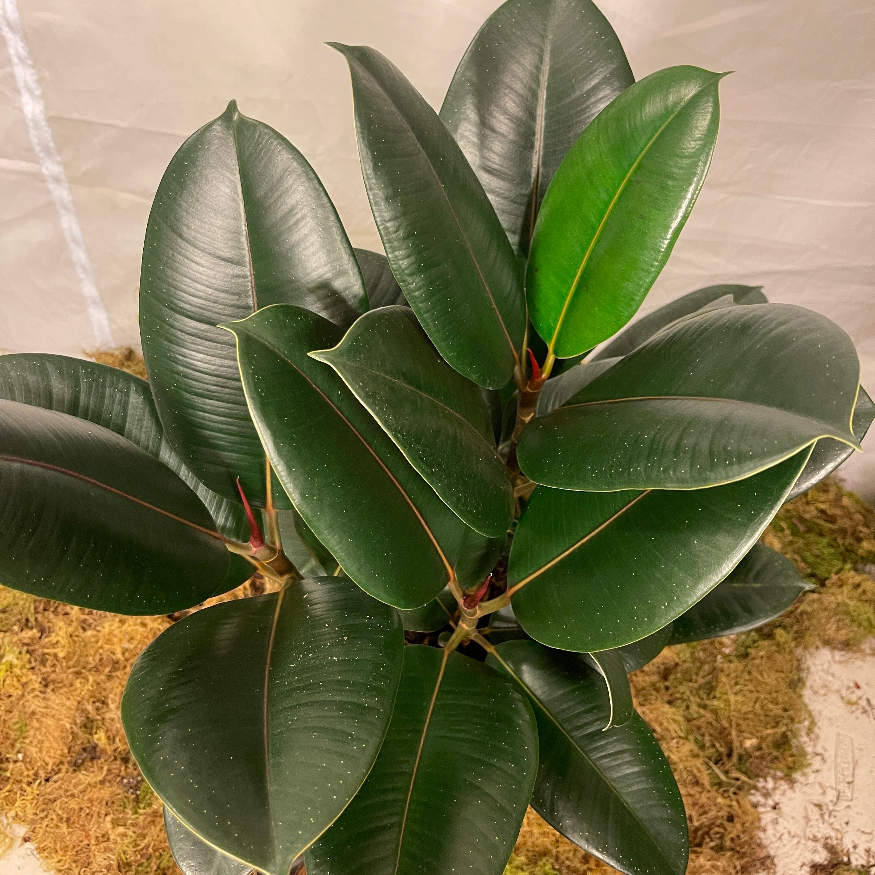 Burgundy Rubber Tree 6" Pot