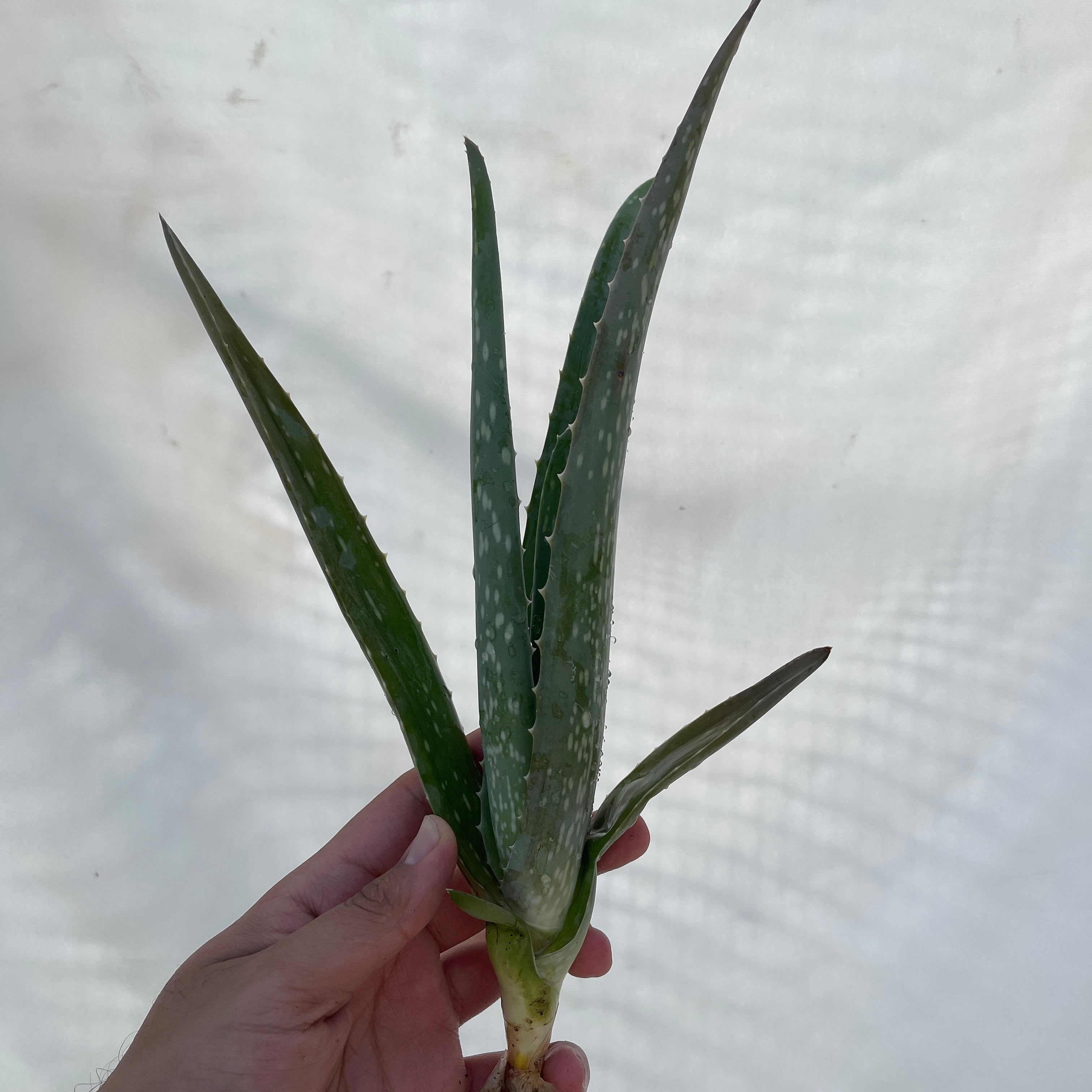 Aloe Vera Pup Small Cutting