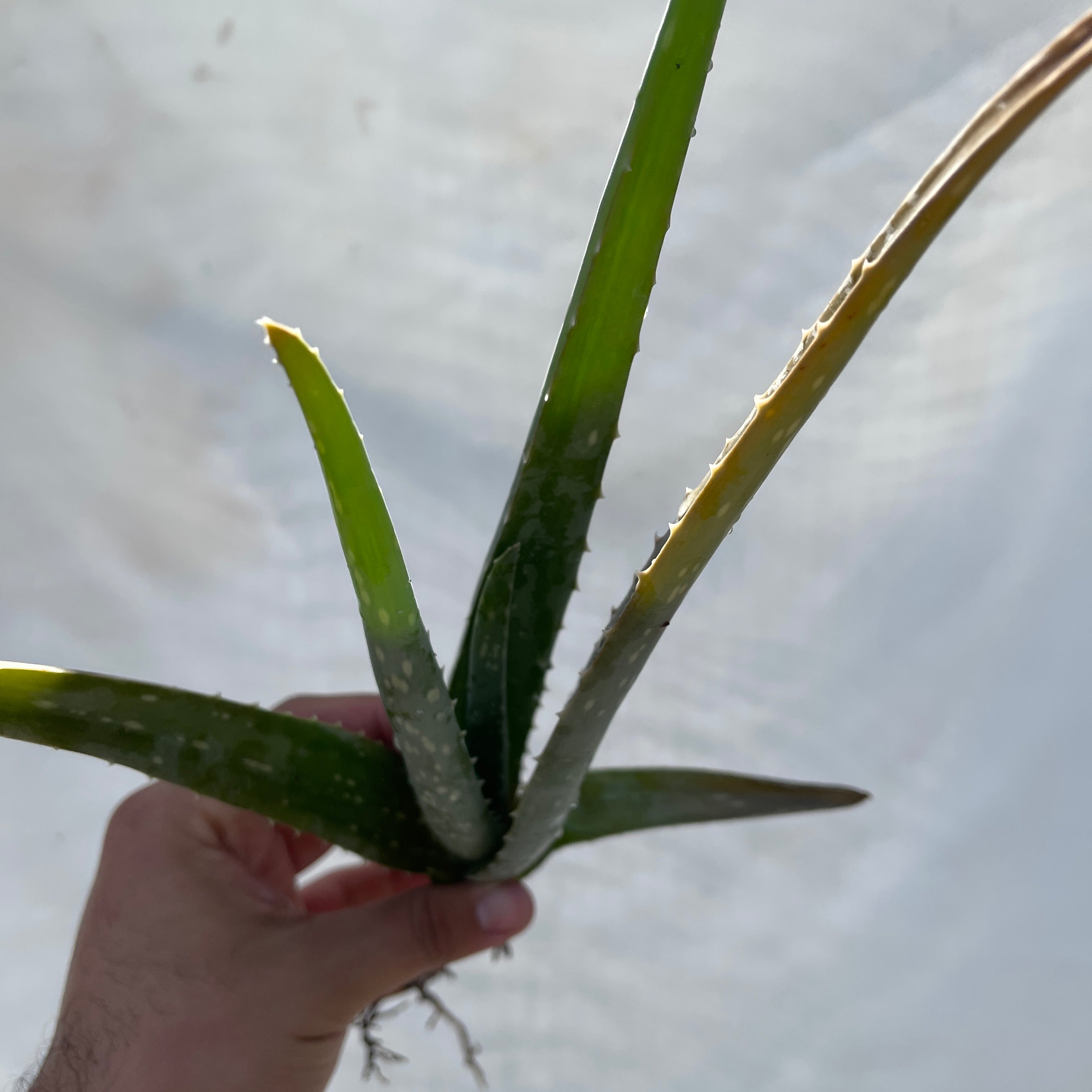 Aloe Vera Pup Small Cutting