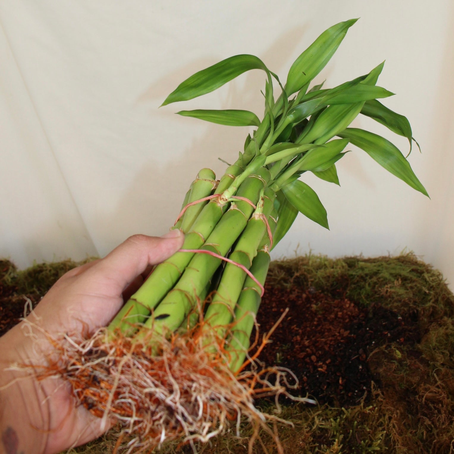 8” Lucky Bamboo Bunch