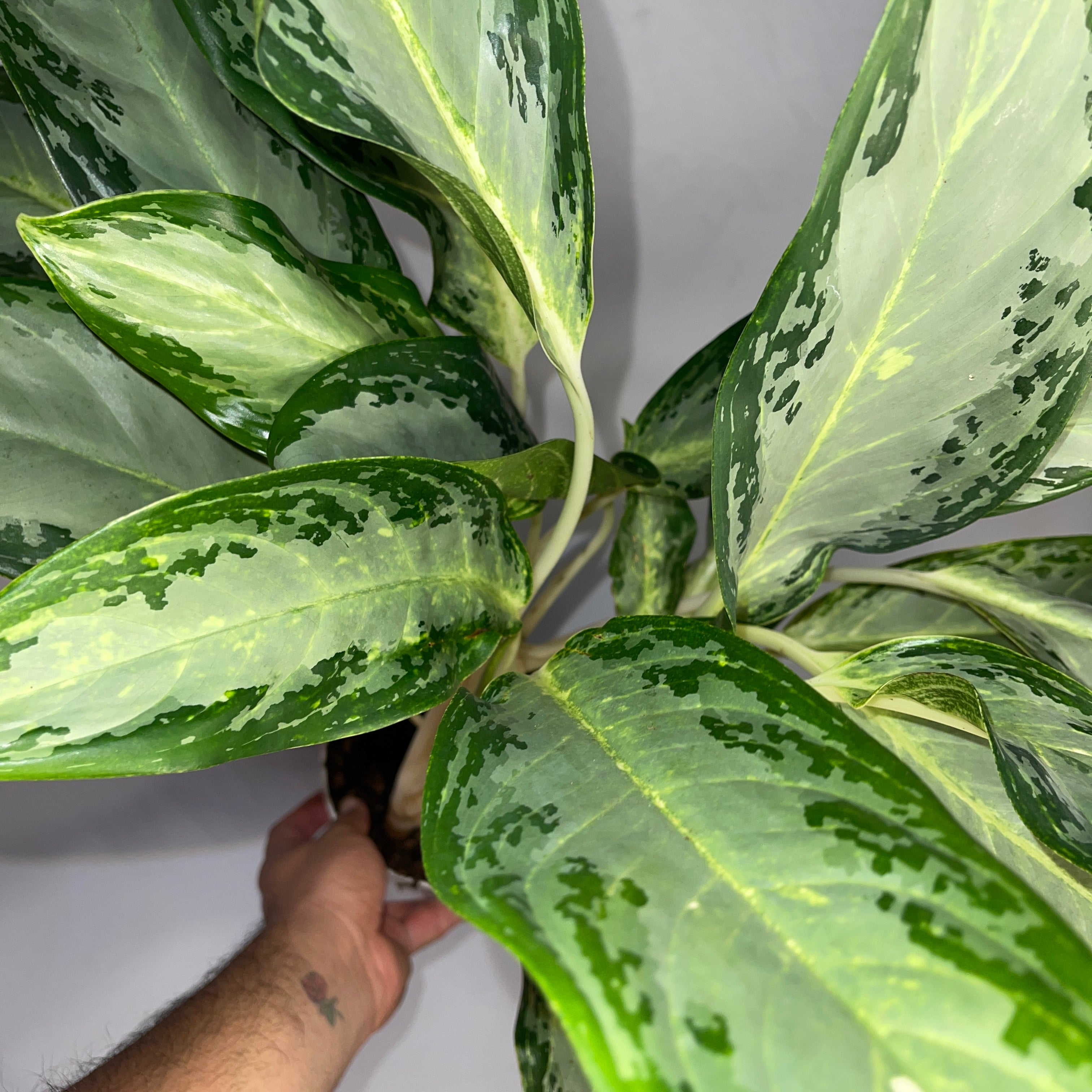 Queen of Siam Evergreen 6" Inch Pot