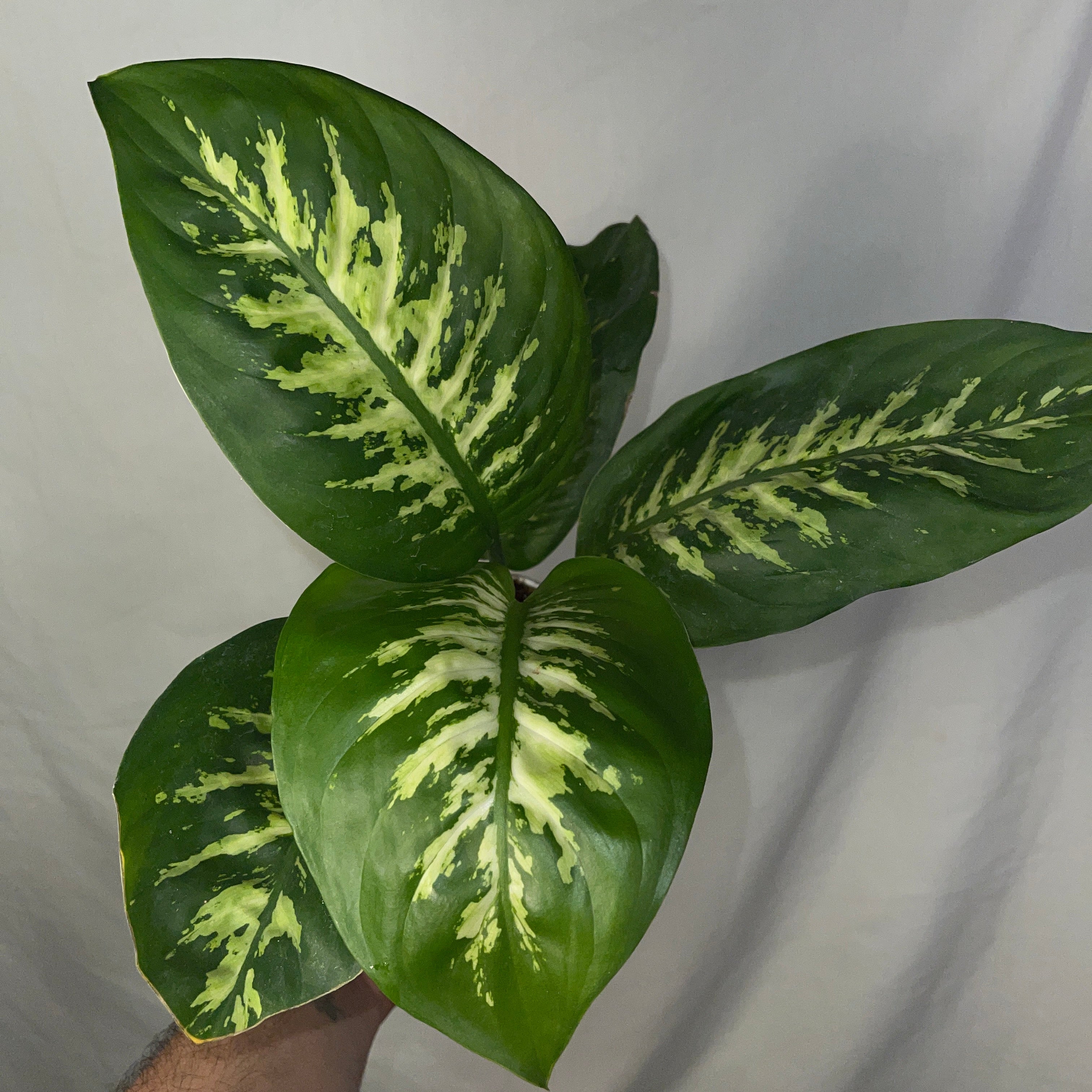 Dieffenbachia ‘Tropic Snow’ 4" Pot