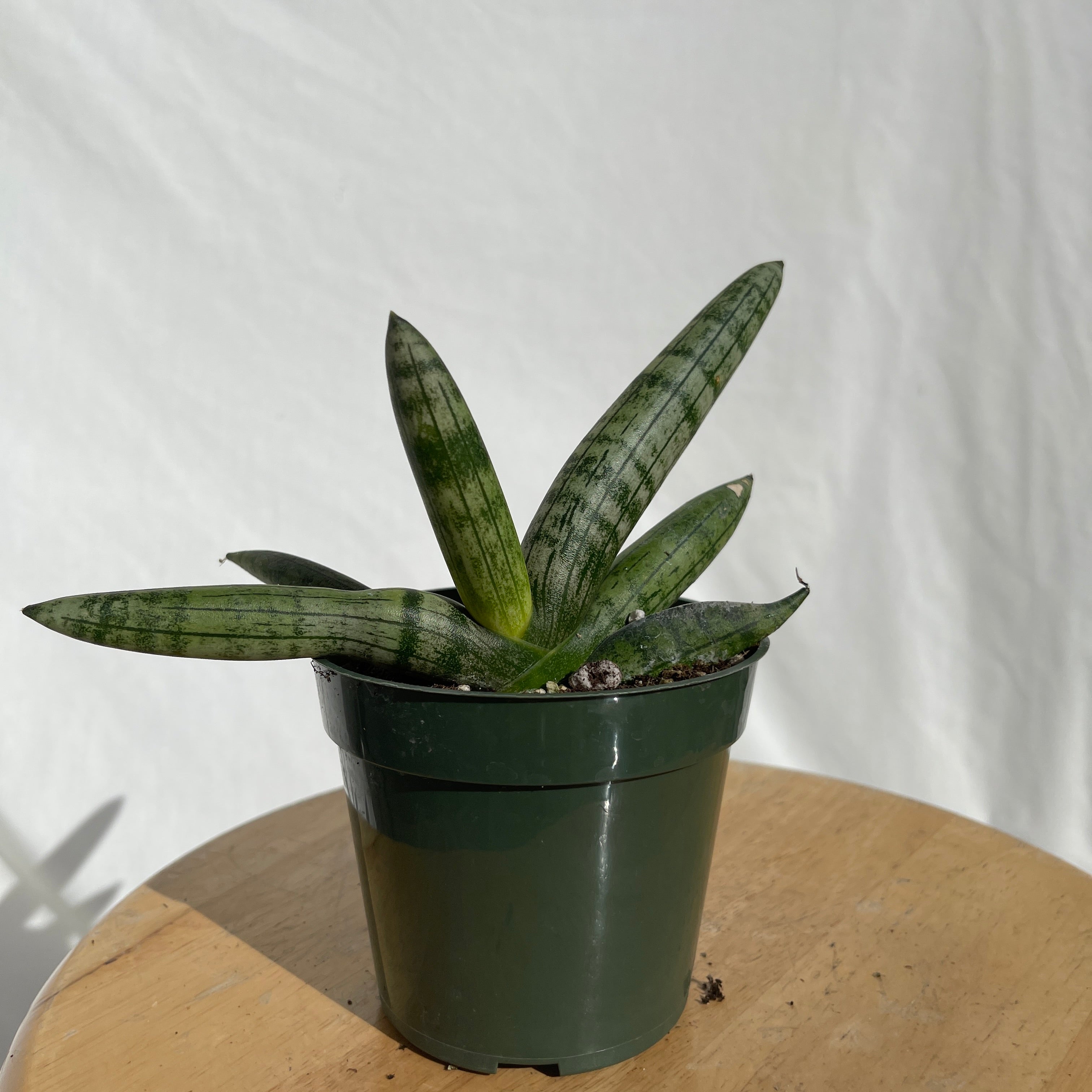 Cylindrica Snake Plant 4” Pot