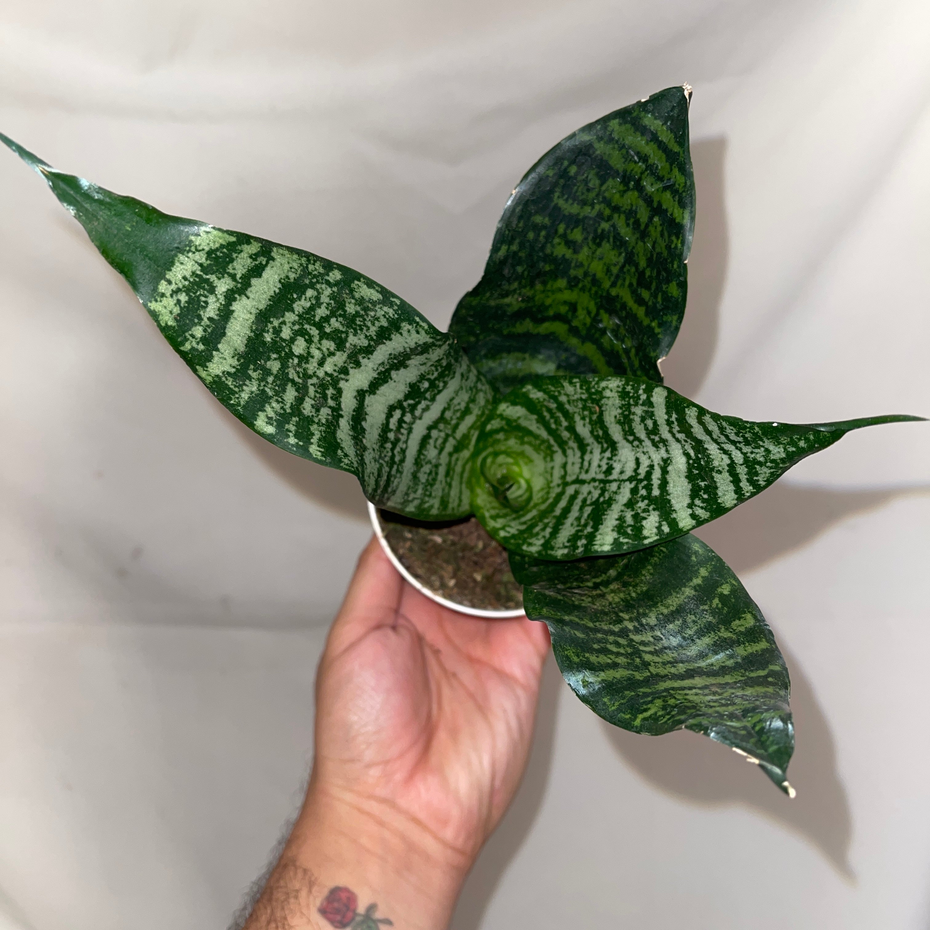 Coral Snake Plant 4” Pot