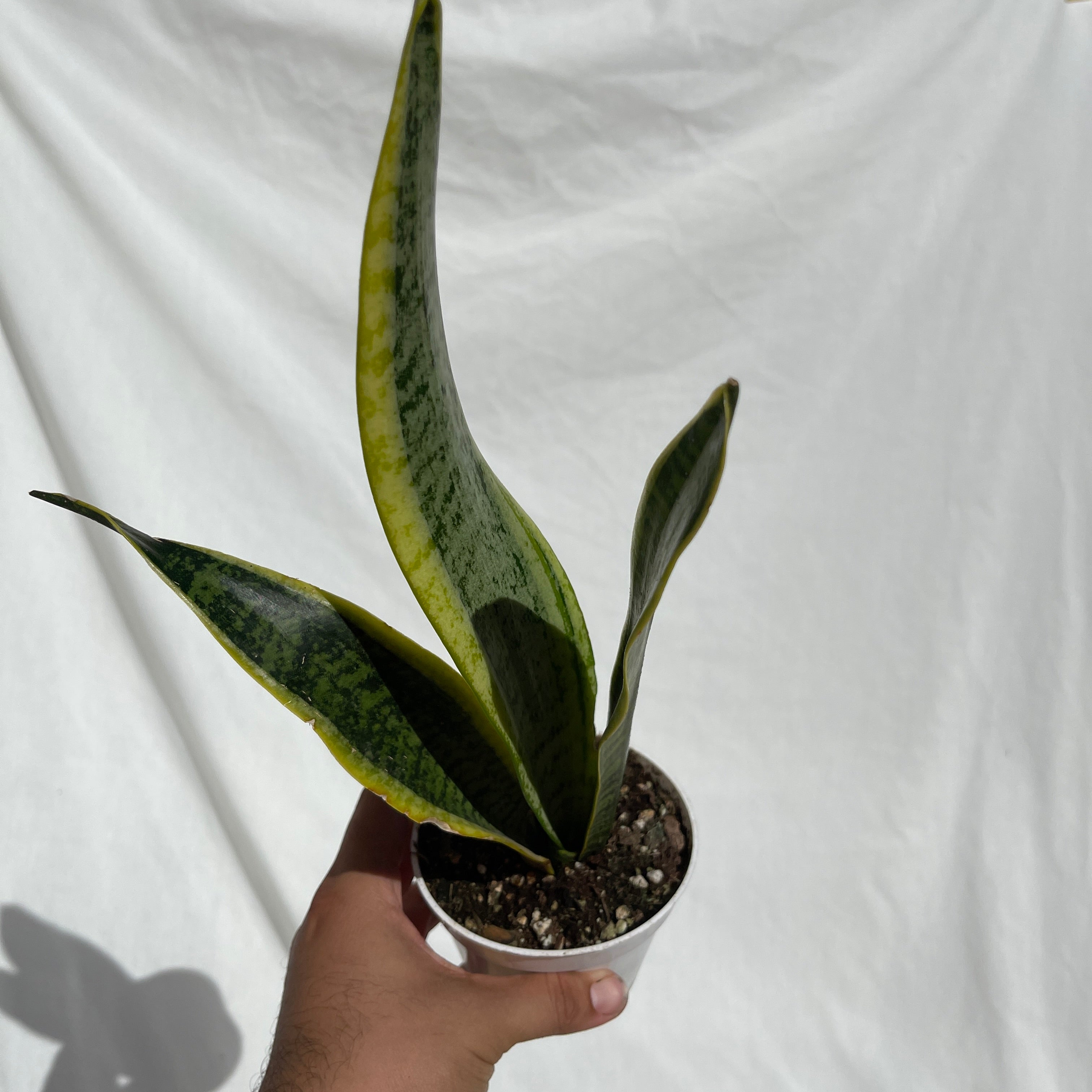 Laurentii Snake Plant 4” Pot