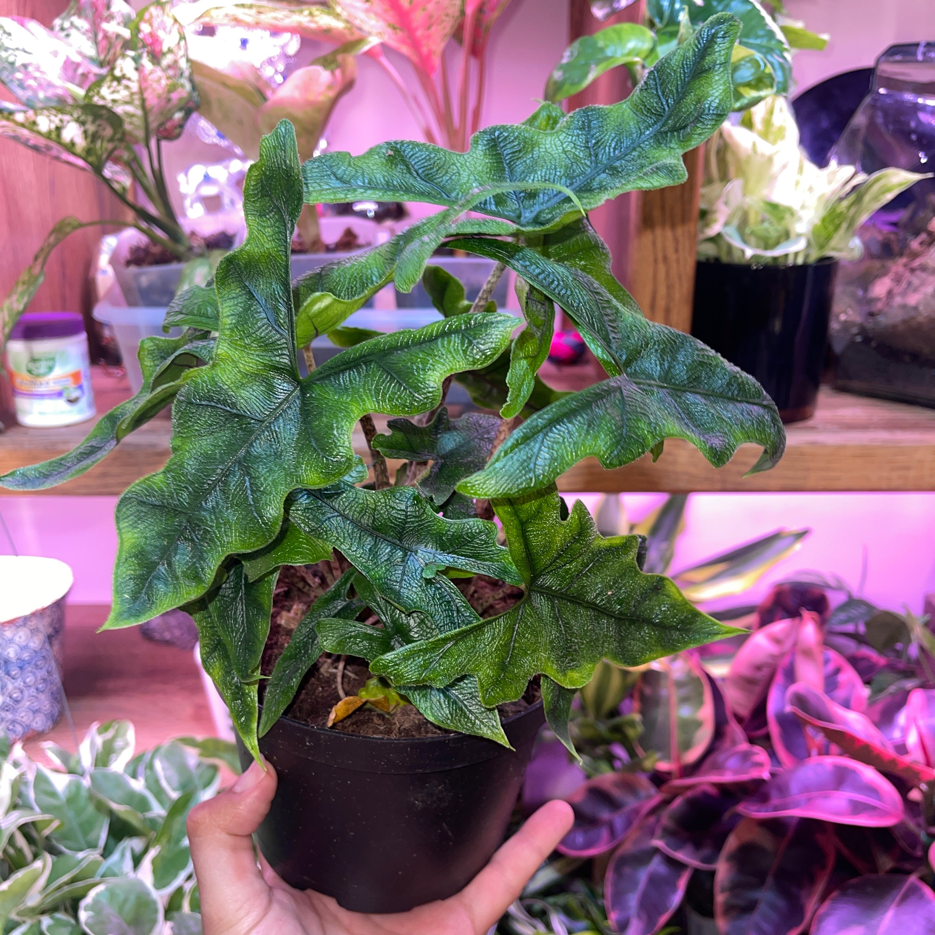 Jacklyn Alocasia 6" Pot