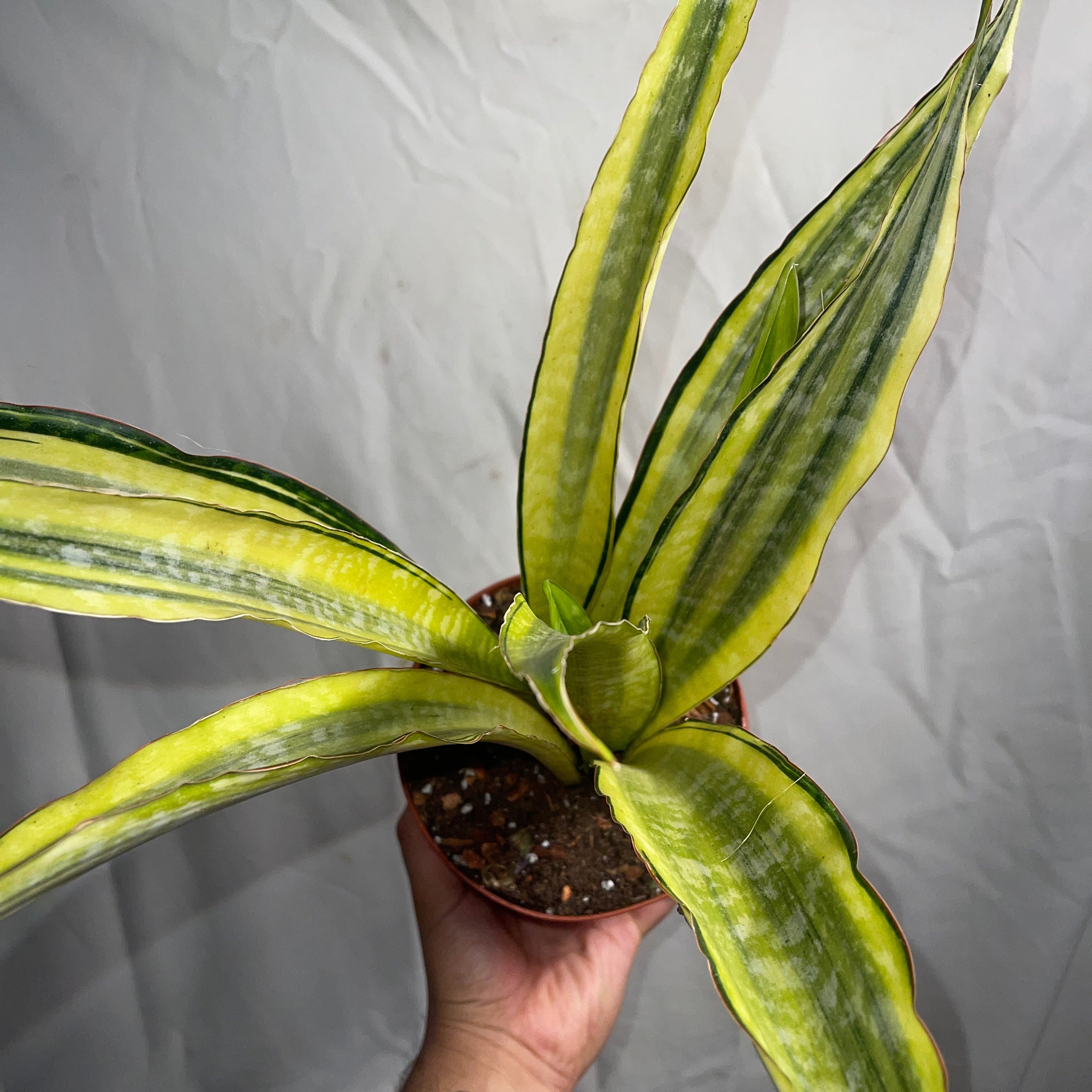 Yellow Stone Snake Plant 6" Pot