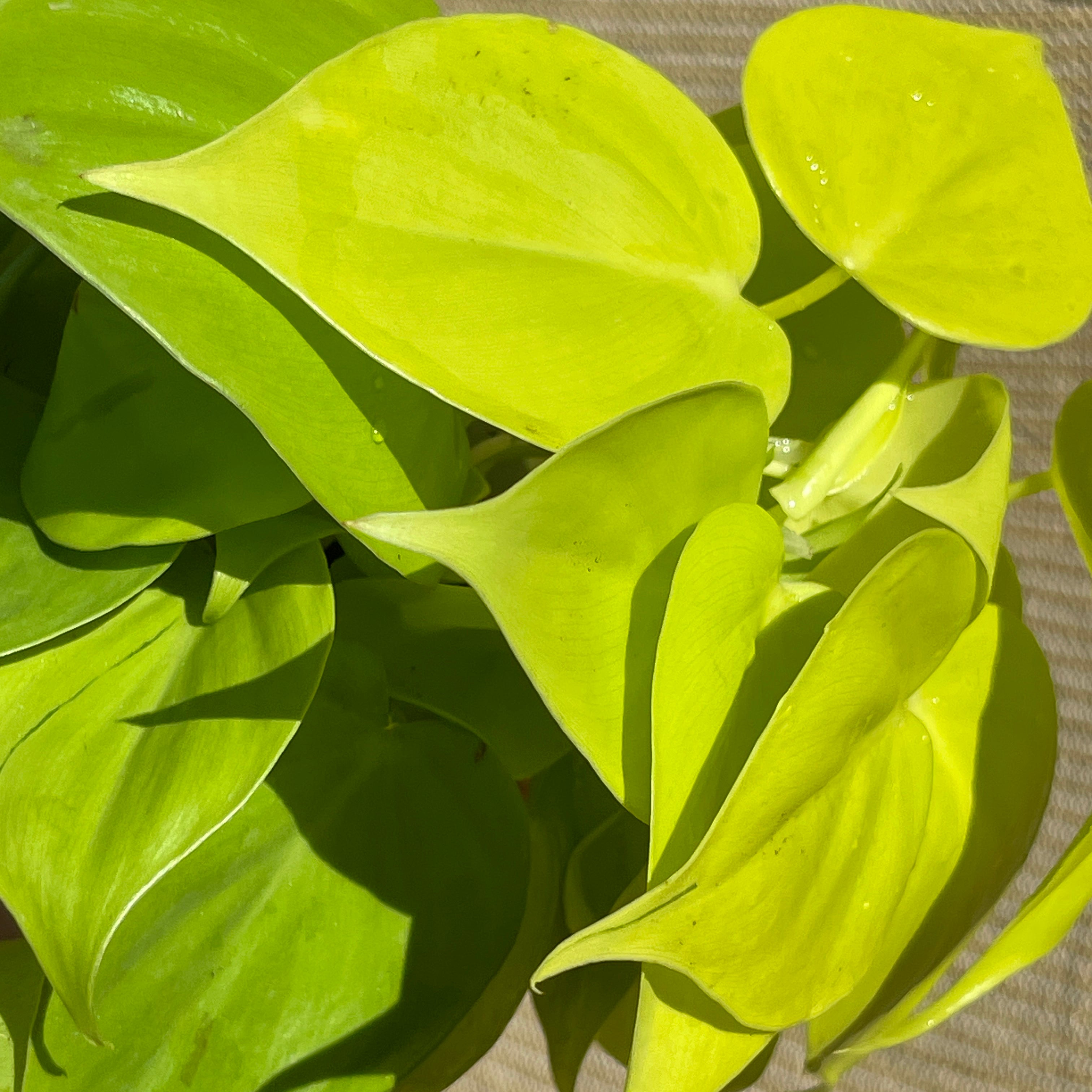 Lemon Lime Philodendron 4” Pot