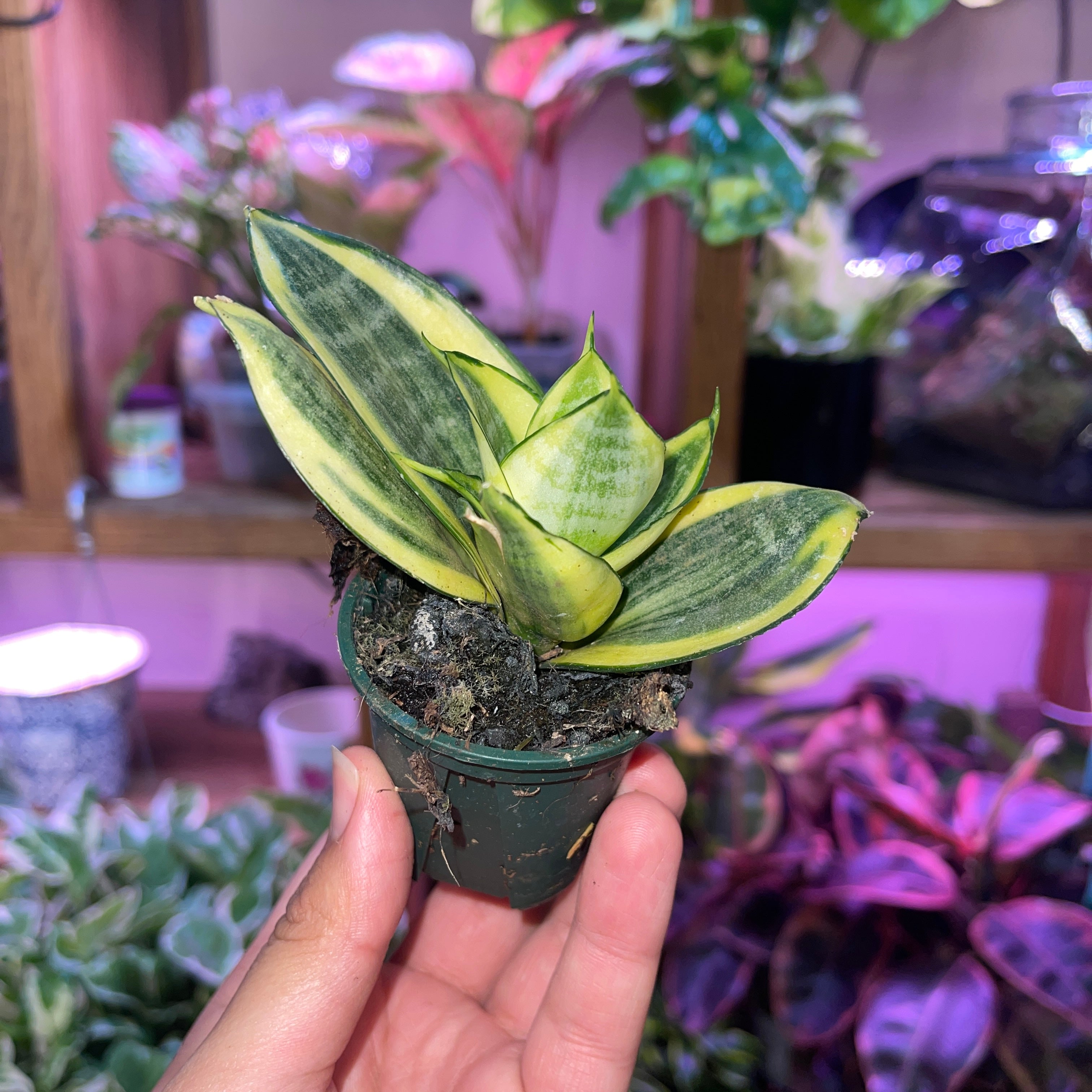 Golden Hanni Snake Plant 2" Pot