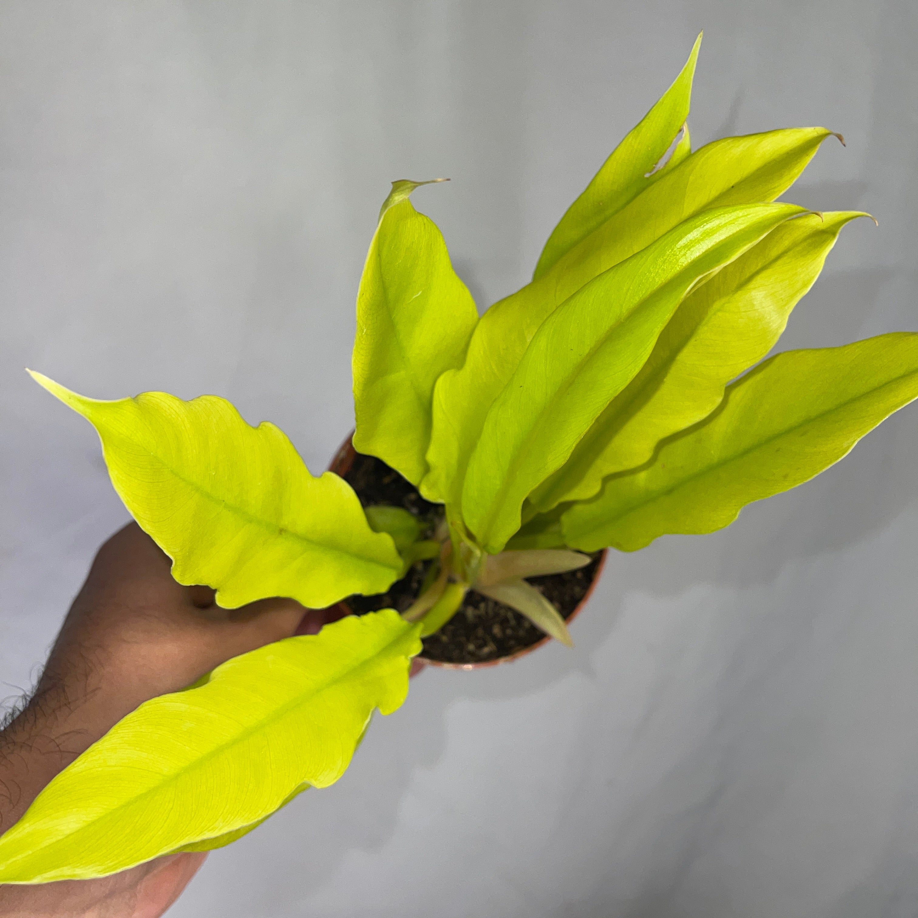 Golden Crocodile Philodendron 4” Pot