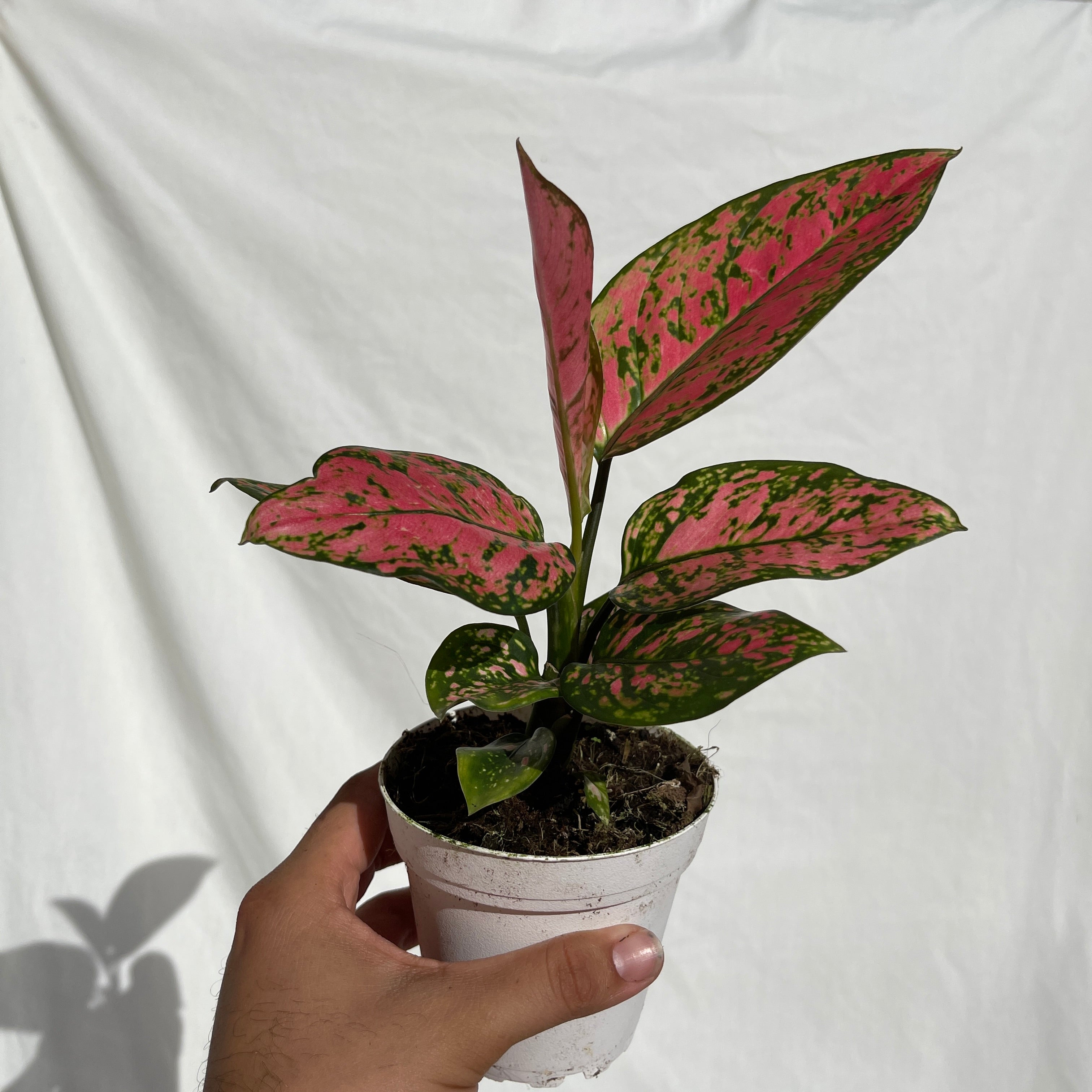 Valentine Aglaonema 4" Pot