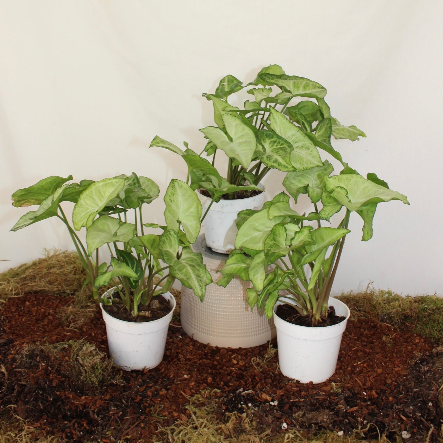 Arrow Syngonium 4” Pot