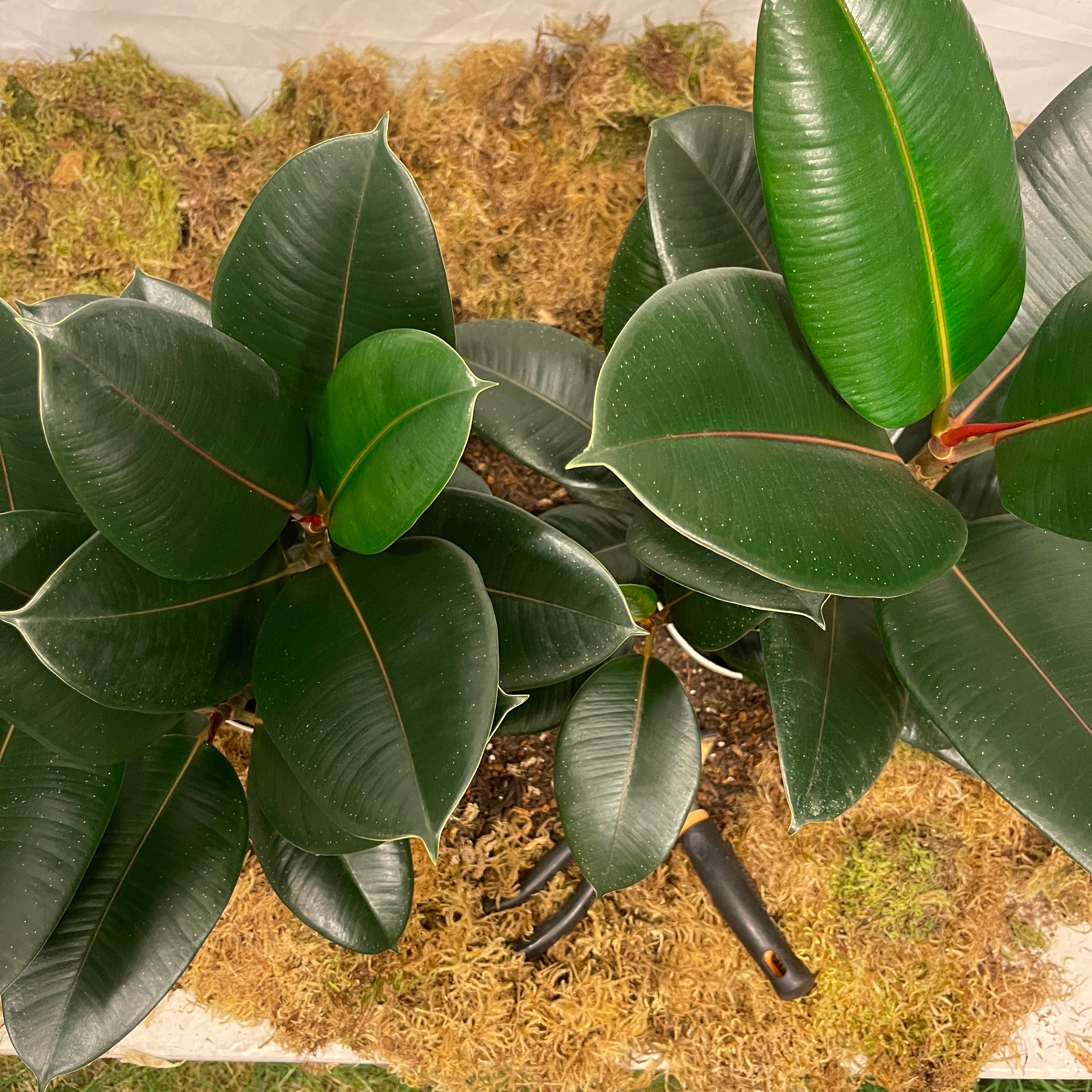 Burgundy Rubber Tree 6" Pot