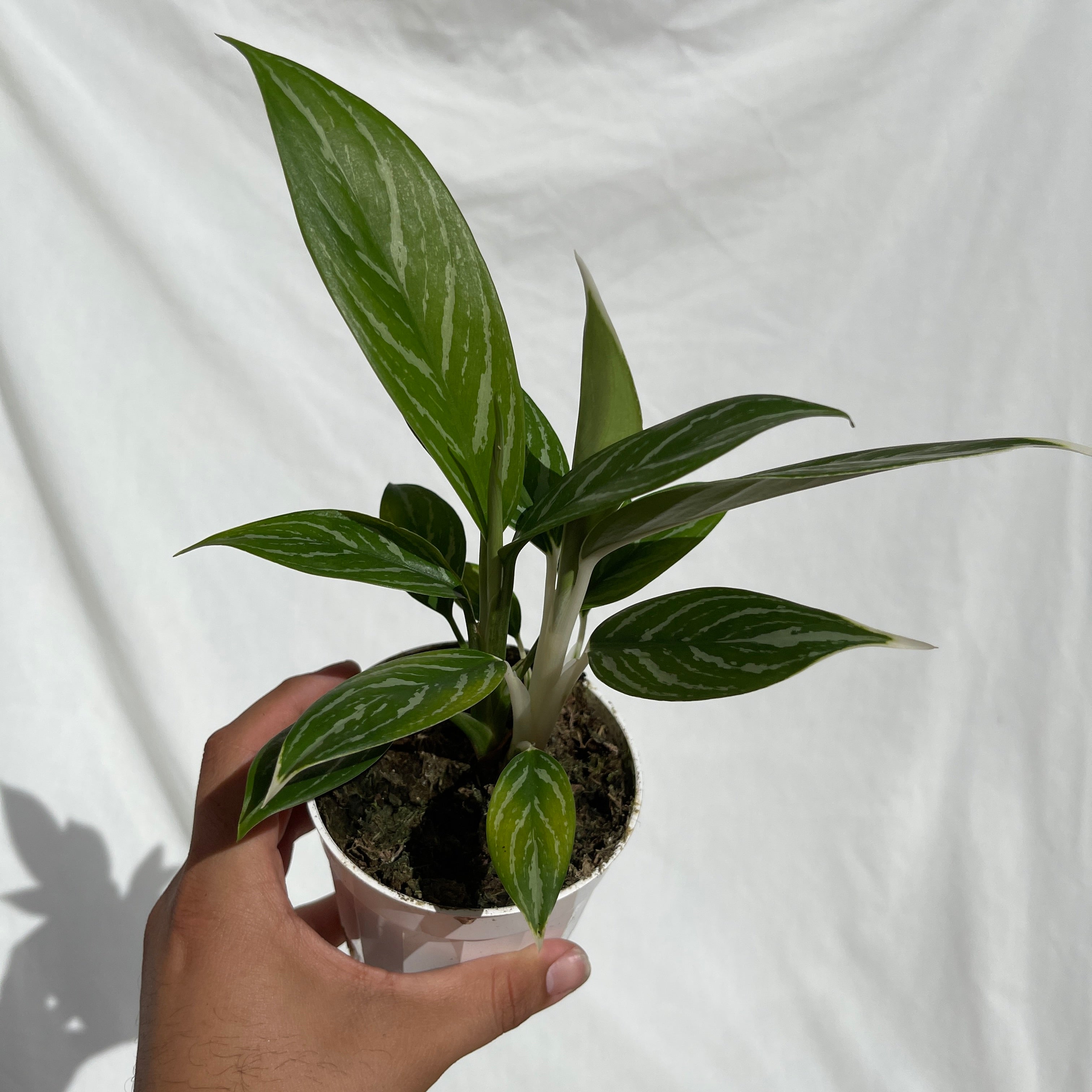 Snow White Aglaonema 4" Pot