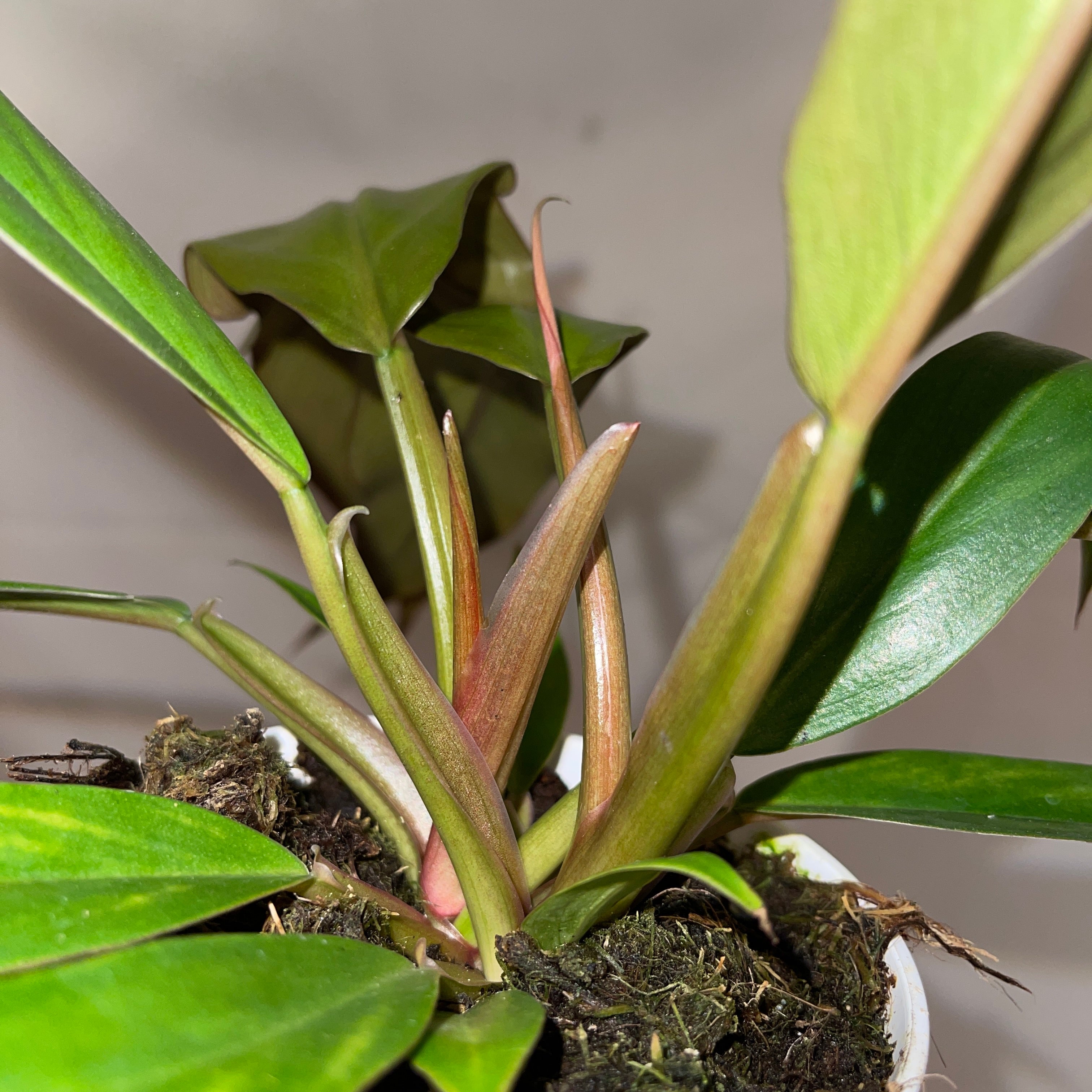 Caramel Philodendron 4” Pot